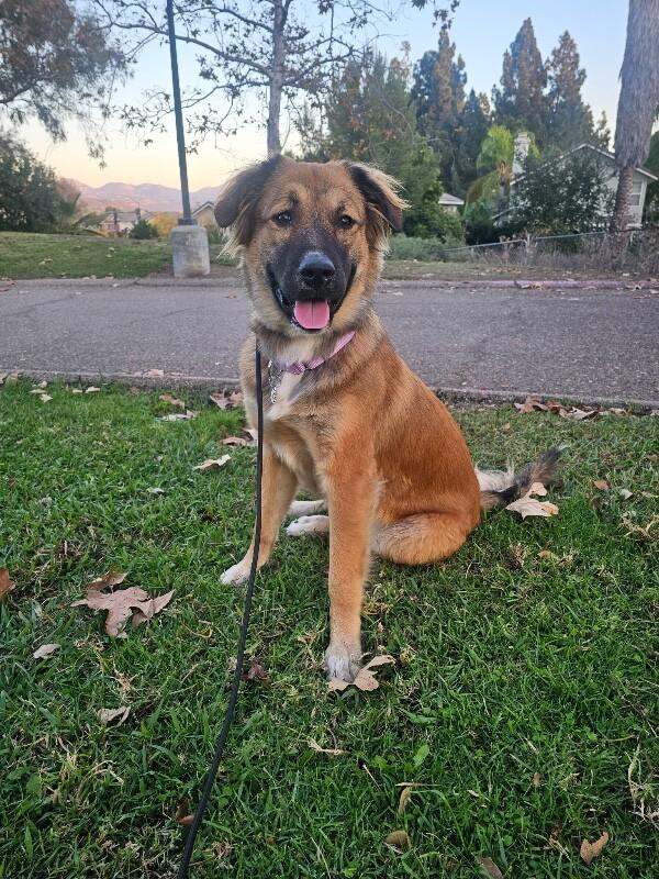 Enlarge Sunni, a Adoptable Mixed Breed in Manhattan Beach, CA image 1/6