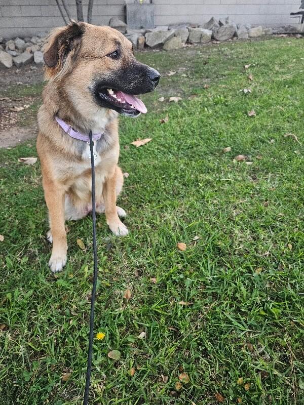 Enlarge Sunni, a Adoptable Mixed Breed in Manhattan Beach, CA image 2/6