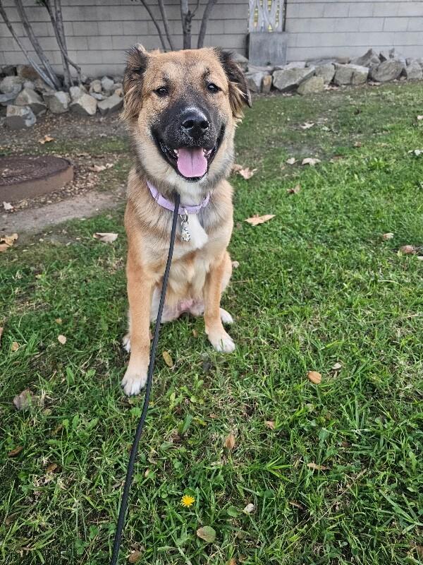 Enlarge Sunni, a Adoptable Mixed Breed in Manhattan Beach, CA image 3/6