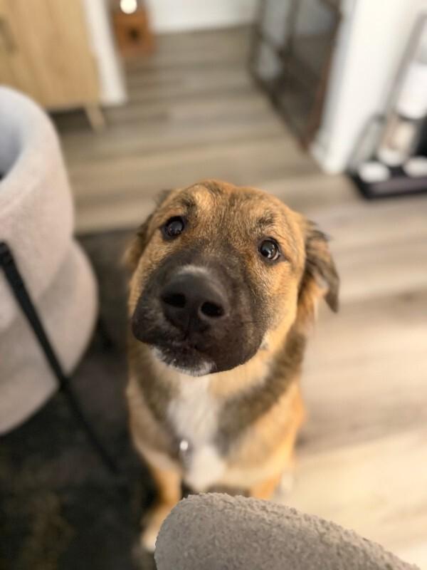 Enlarge Sunni, a Adoptable Mixed Breed in Manhattan Beach, CA image 5/6