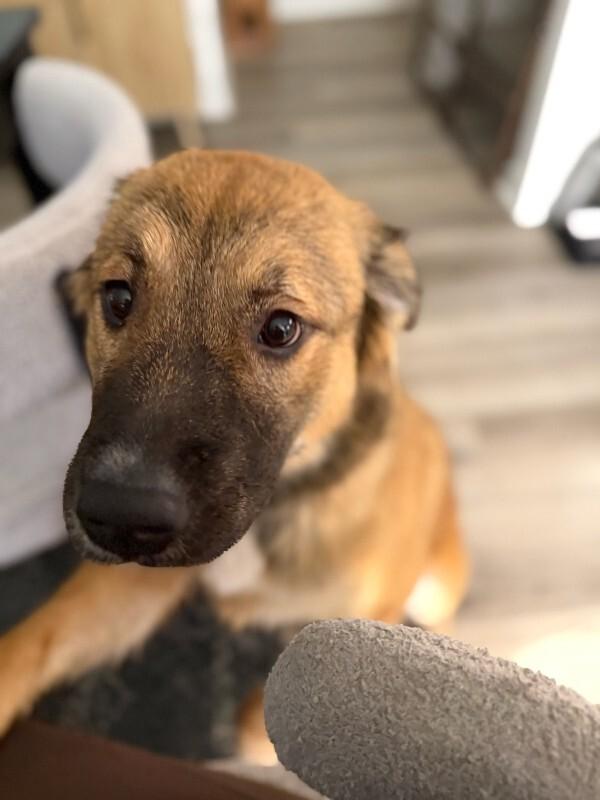 Enlarge Sunni, a Adoptable Mixed Breed in Manhattan Beach, CA image 6/6