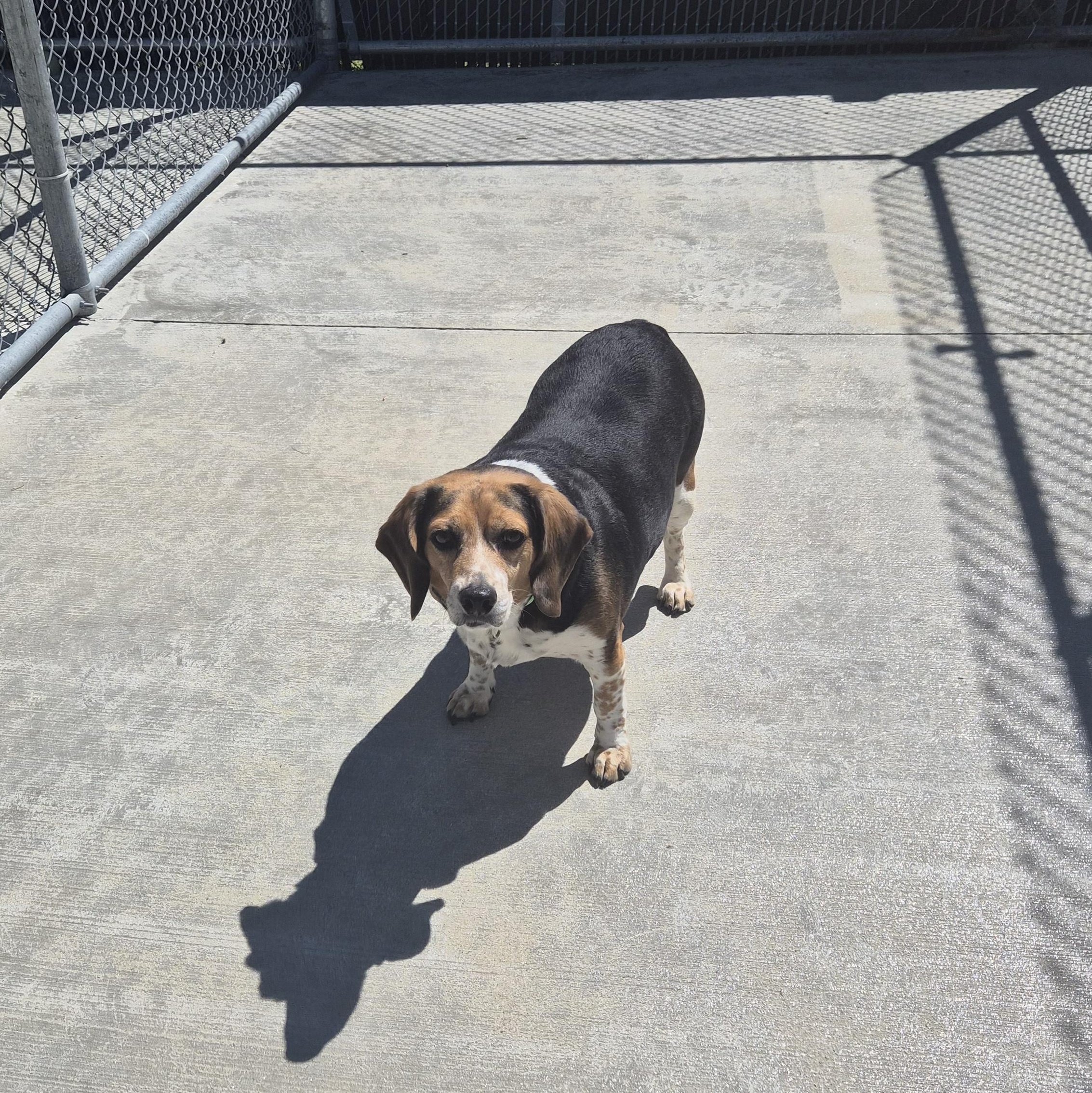 Enlarge Mr. Pickles, a ADOPTABLE Beagle in Cornelius, NC image 3/5