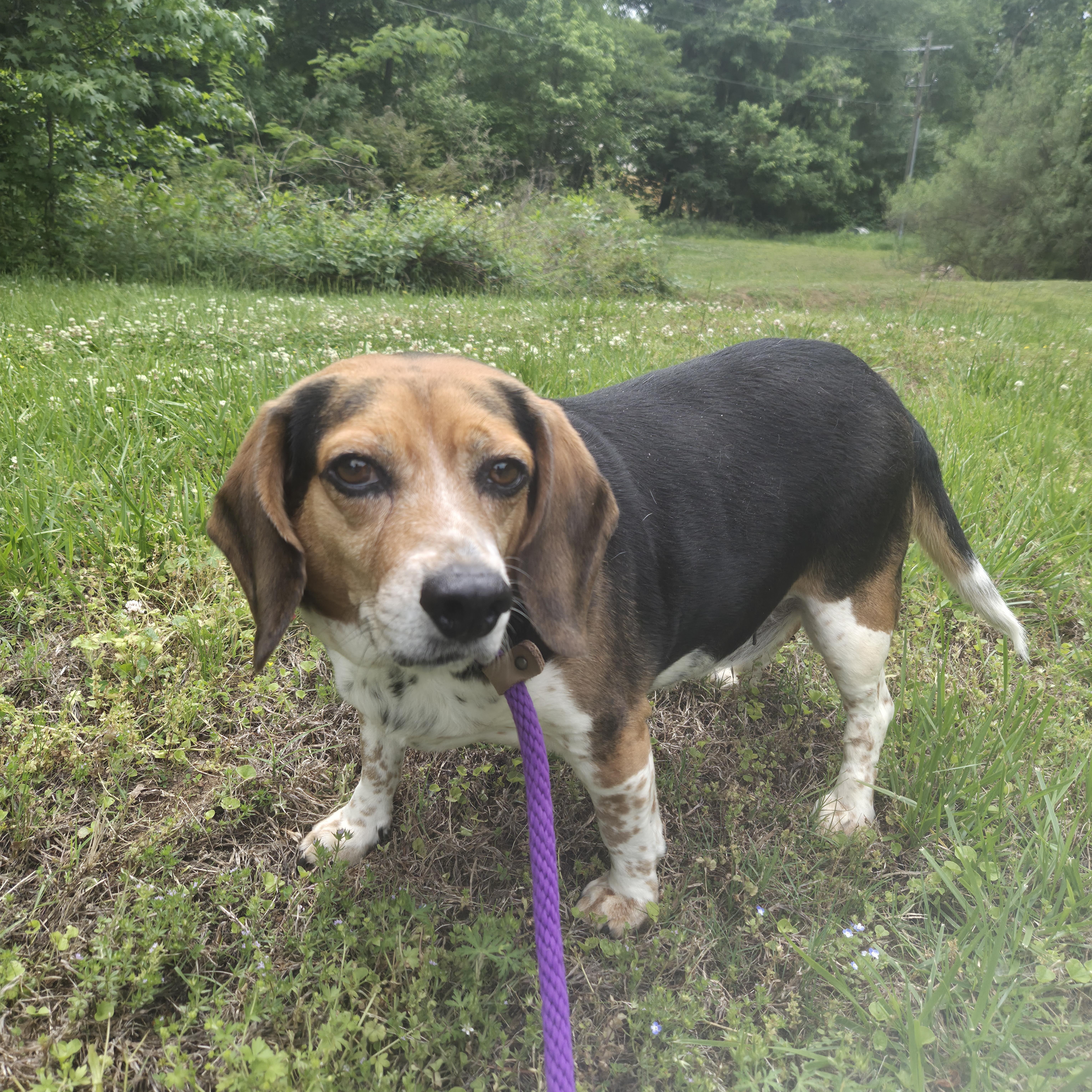 Enlarge Mr. Pickles, a ADOPTABLE Beagle in Cornelius, NC image 2/5