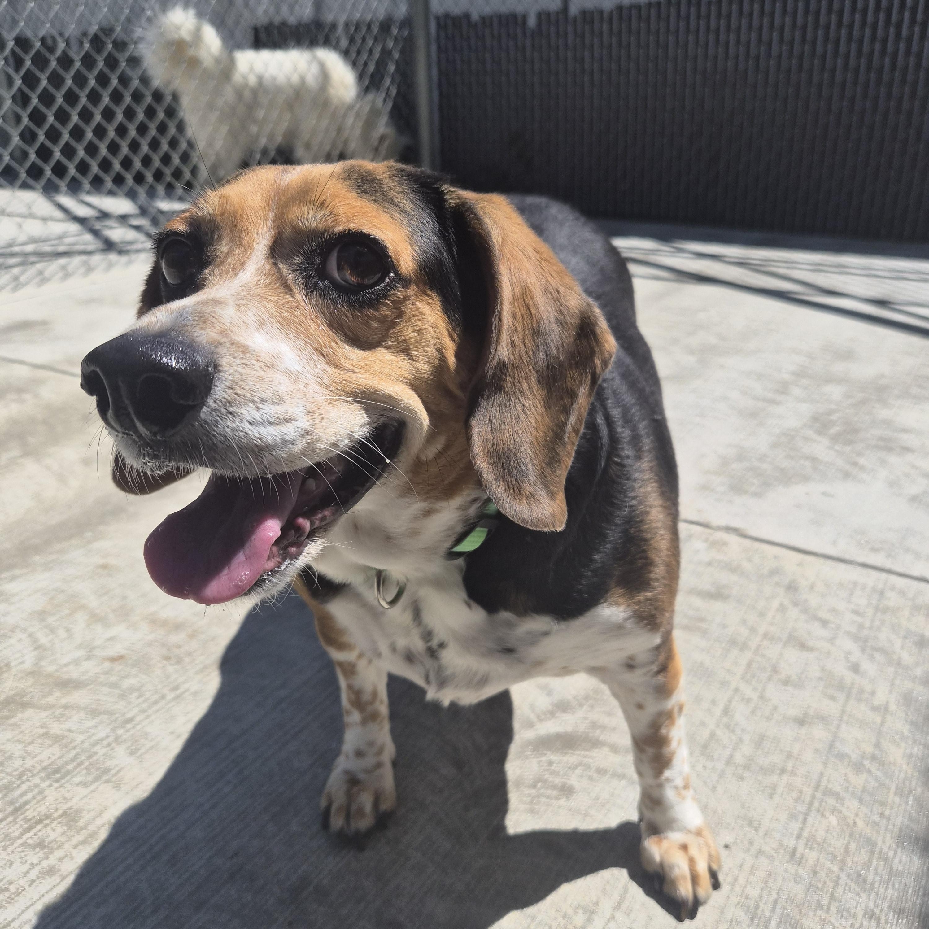Mr. Pickles, ADOPTABLE, Senior Male Beagle.