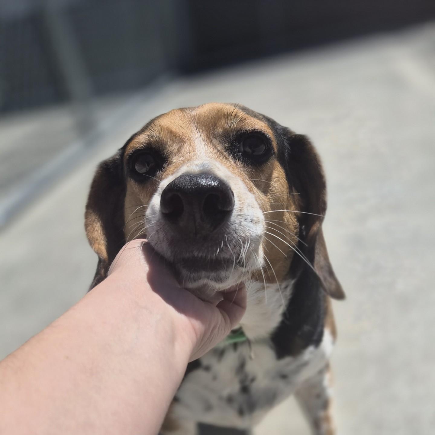 Enlarge Mr. Pickles, a ADOPTABLE Beagle in Cornelius, NC image 4/5