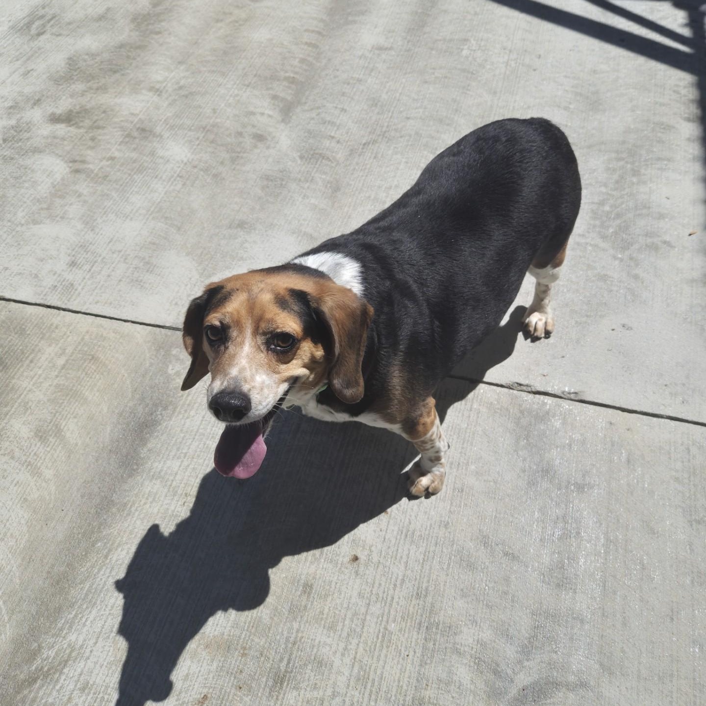 Enlarge Mr. Pickles, a ADOPTABLE Beagle in Cornelius, NC image 5/5