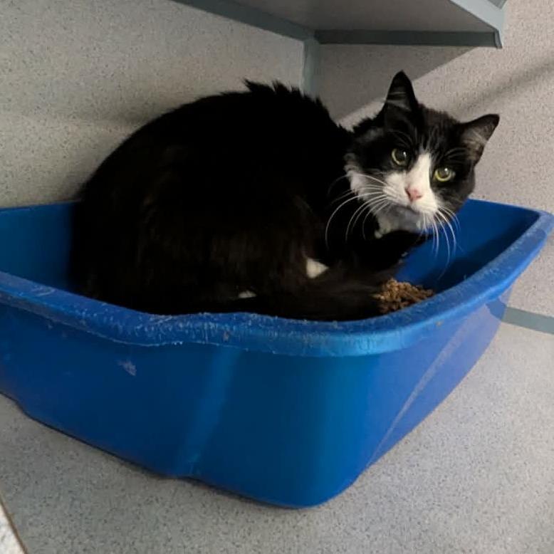 Brandy, Adoptable, Adult Female Domestic Medium Hair.