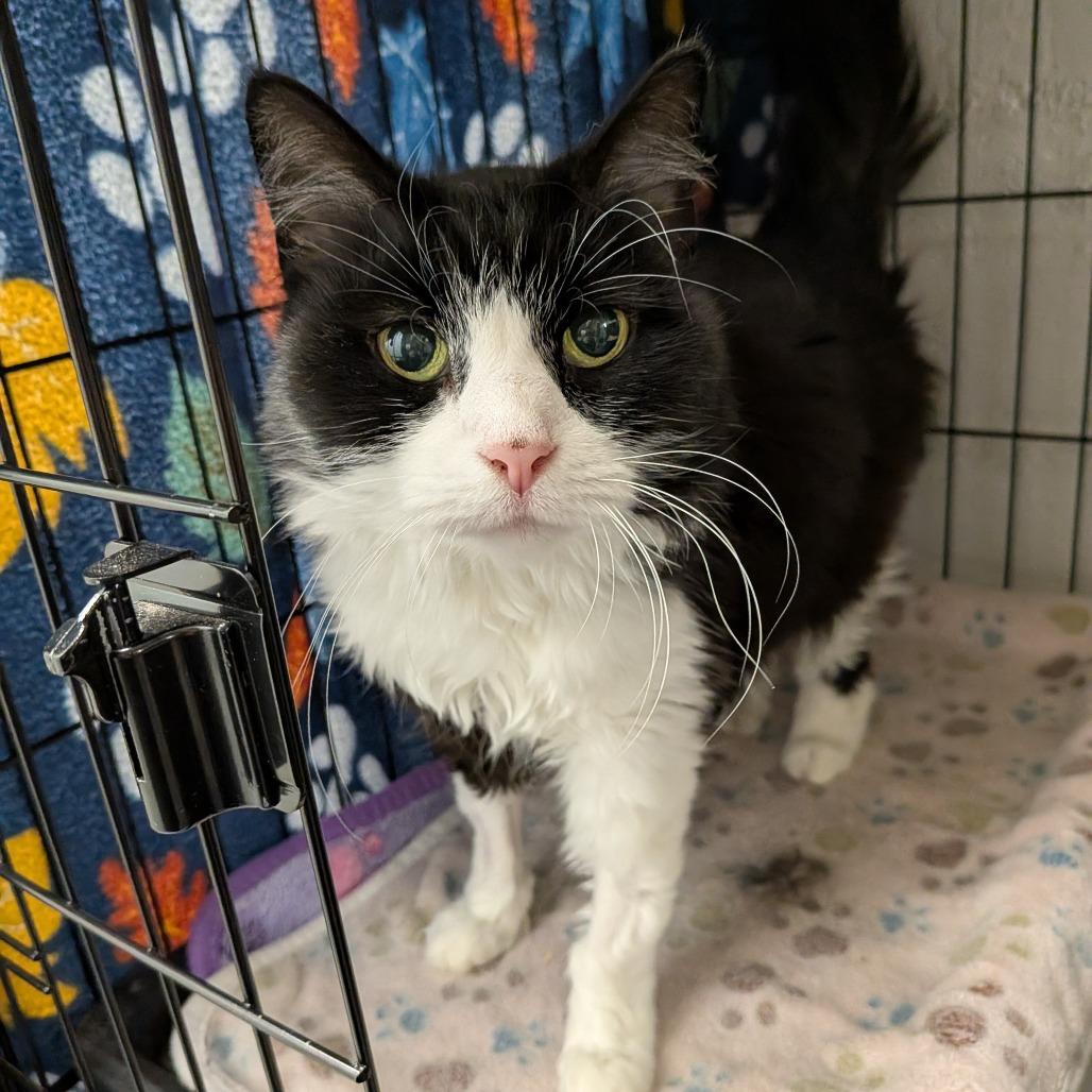 Brandy, a Adoptable Domestic Medium Hair in Greenville, PA image 2/2