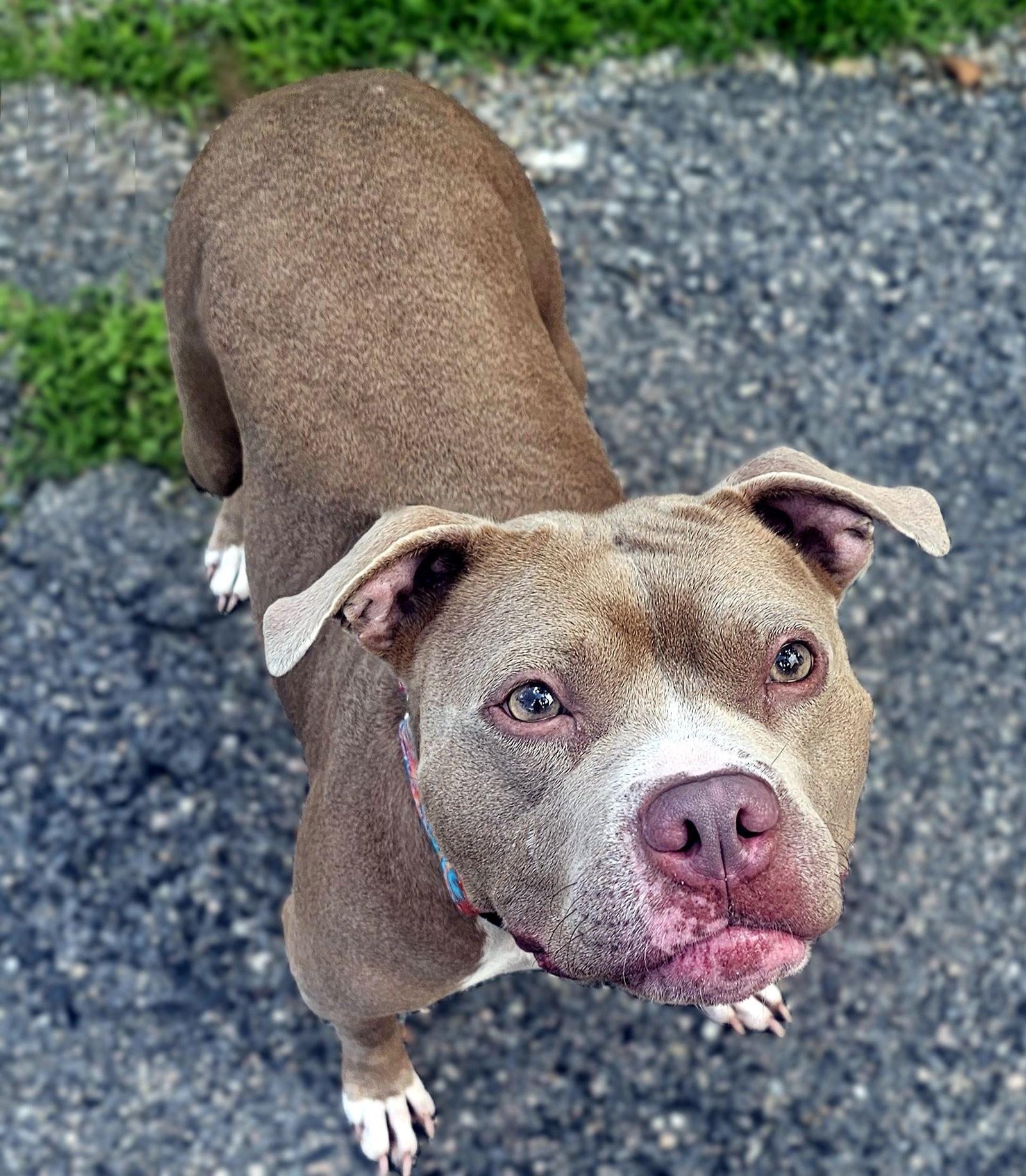 Joni, Adopted, Young Female Pit Bull Terrier.