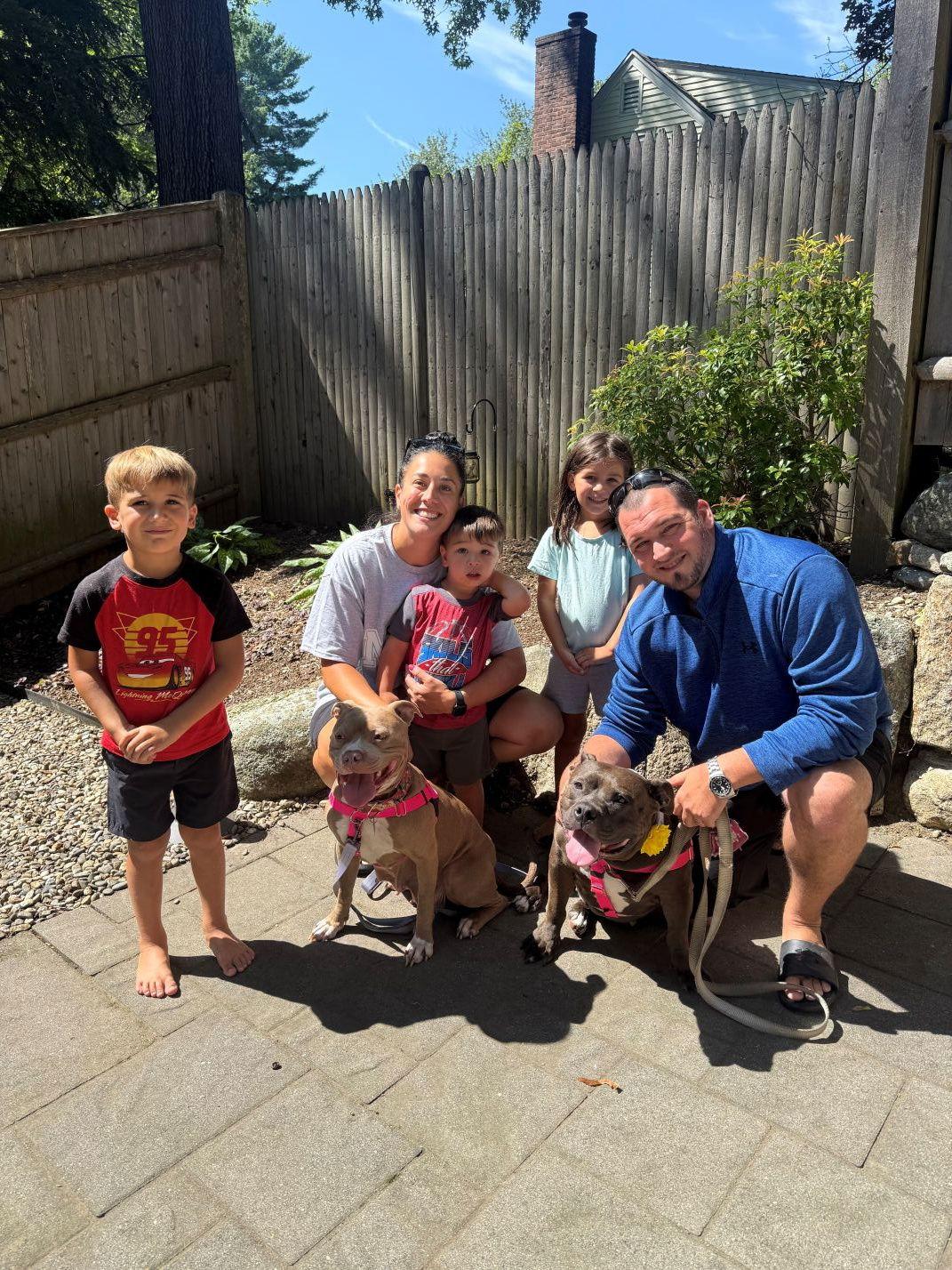 Joni, a Adopted Pit Bull Terrier in Framingham, MA image 2/3