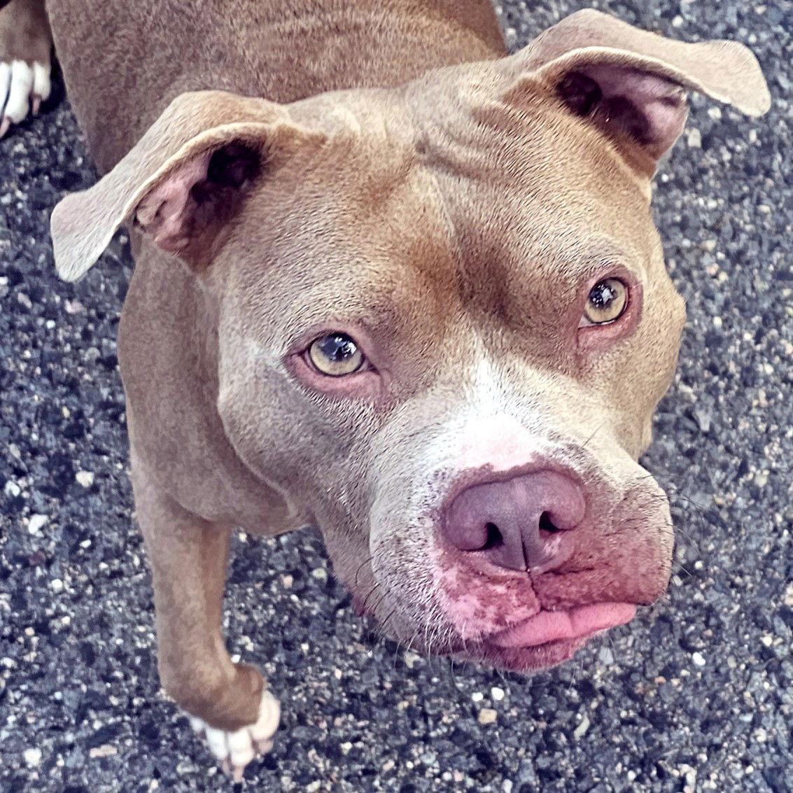 Joni, a Adopted Pit Bull Terrier in Framingham, MA image 3/3