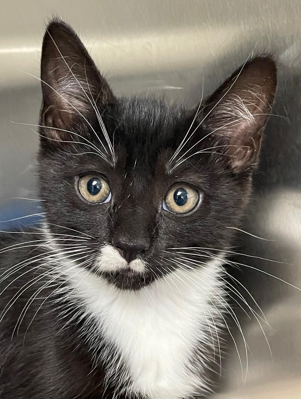 Truly Truly, an adoptable Domestic Short Hair in Norwalk, CT_image-1