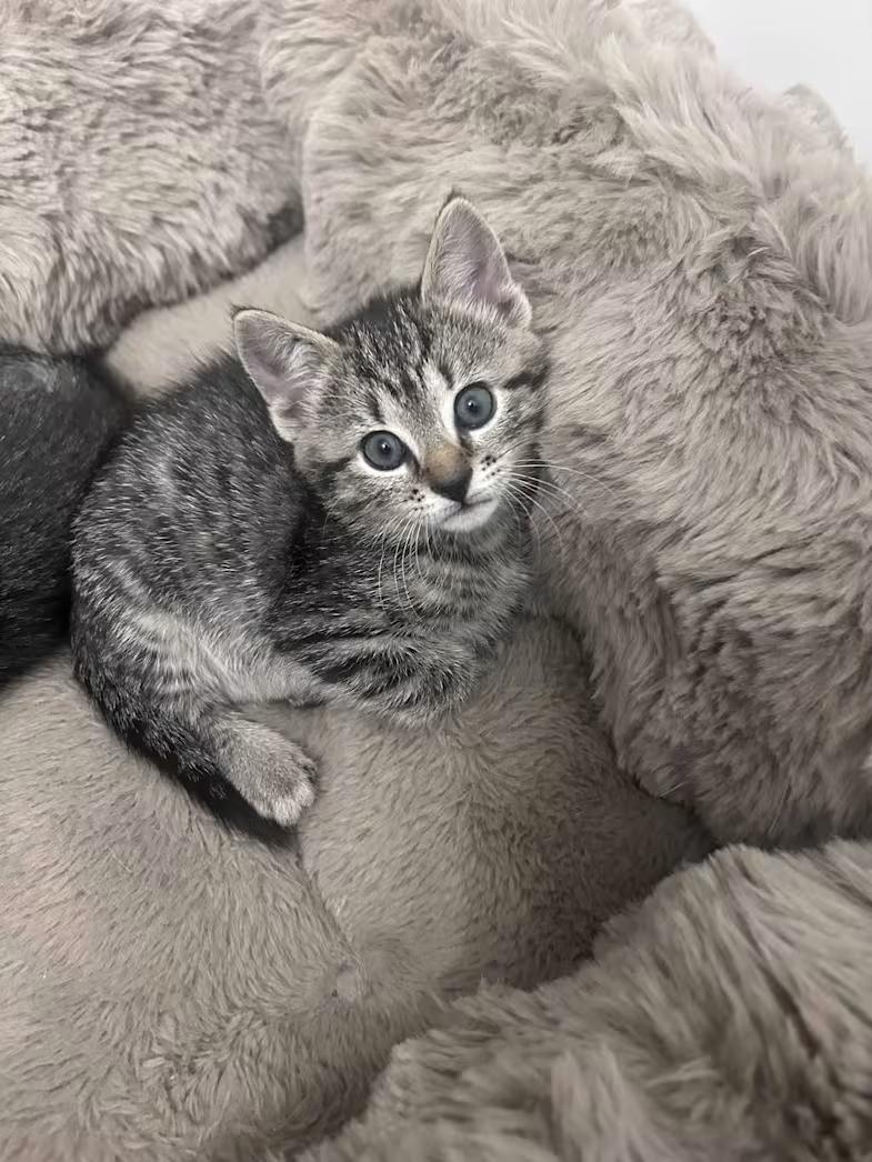 D'Arcy, ADOPTABLE, Kitten Female Domestic Short Hair & Tabby.