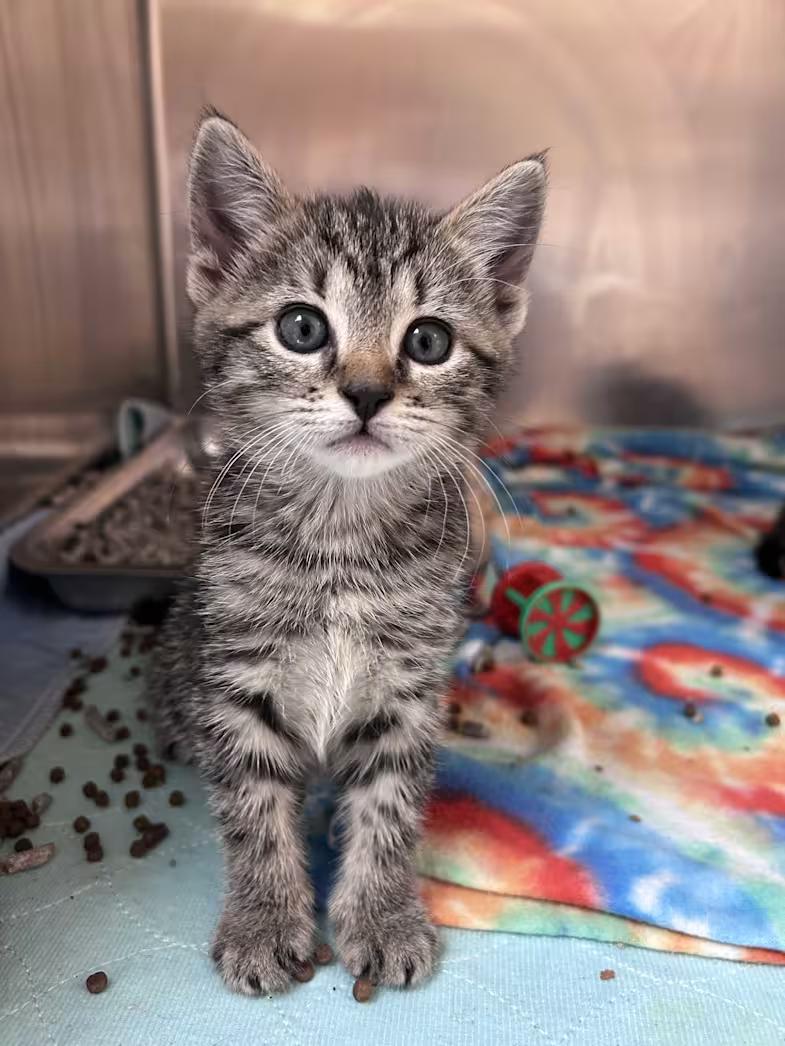 D'Arcy, a ADOPTABLE mixed breed in Greensboro, NC image 3/4