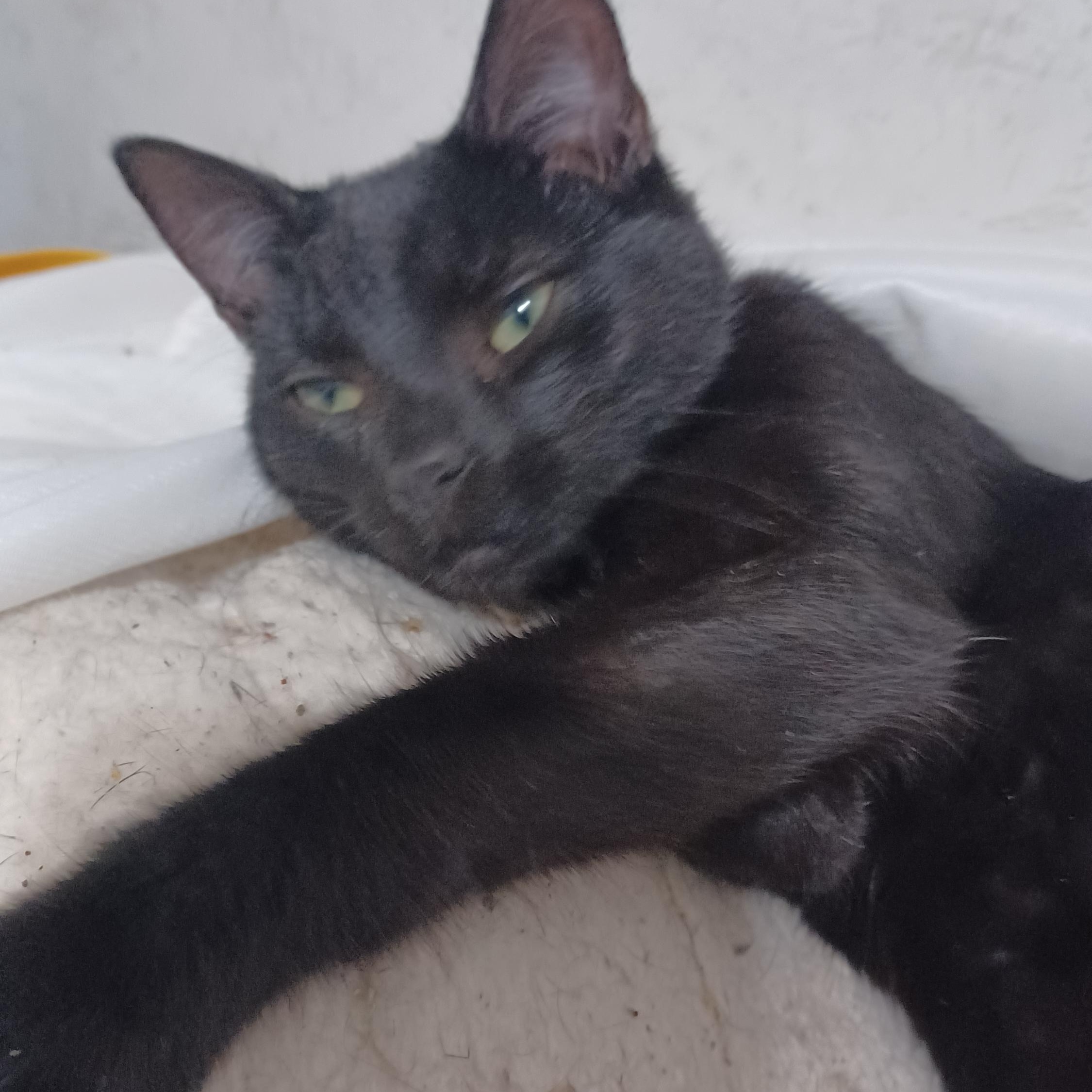 Periwinkle, ADOPTABLE, Young Male Domestic Short Hair.