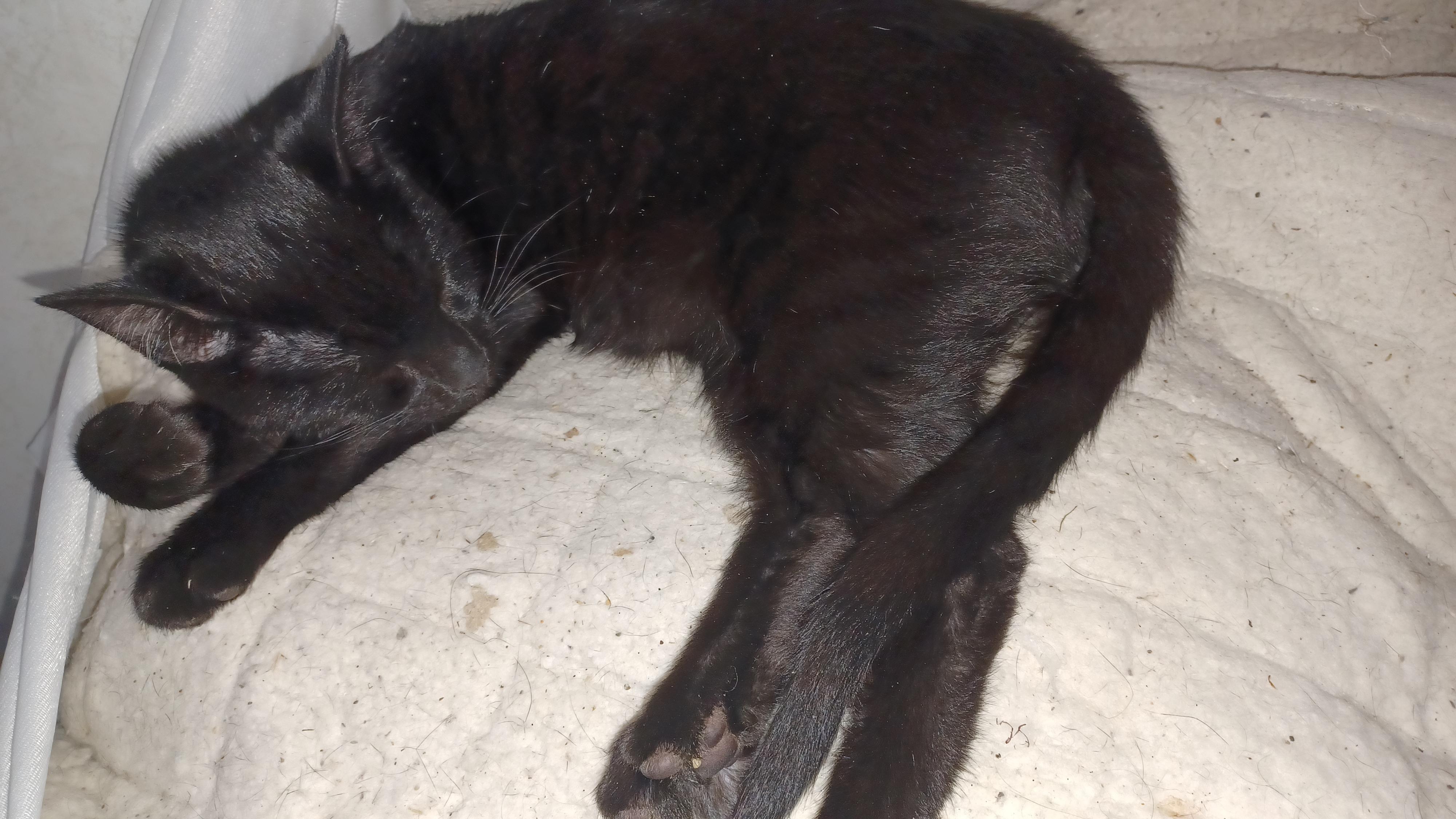 Enlarge Periwinkle, a ADOPTABLE Domestic Short Hair in Morgantown, WV image 2/3