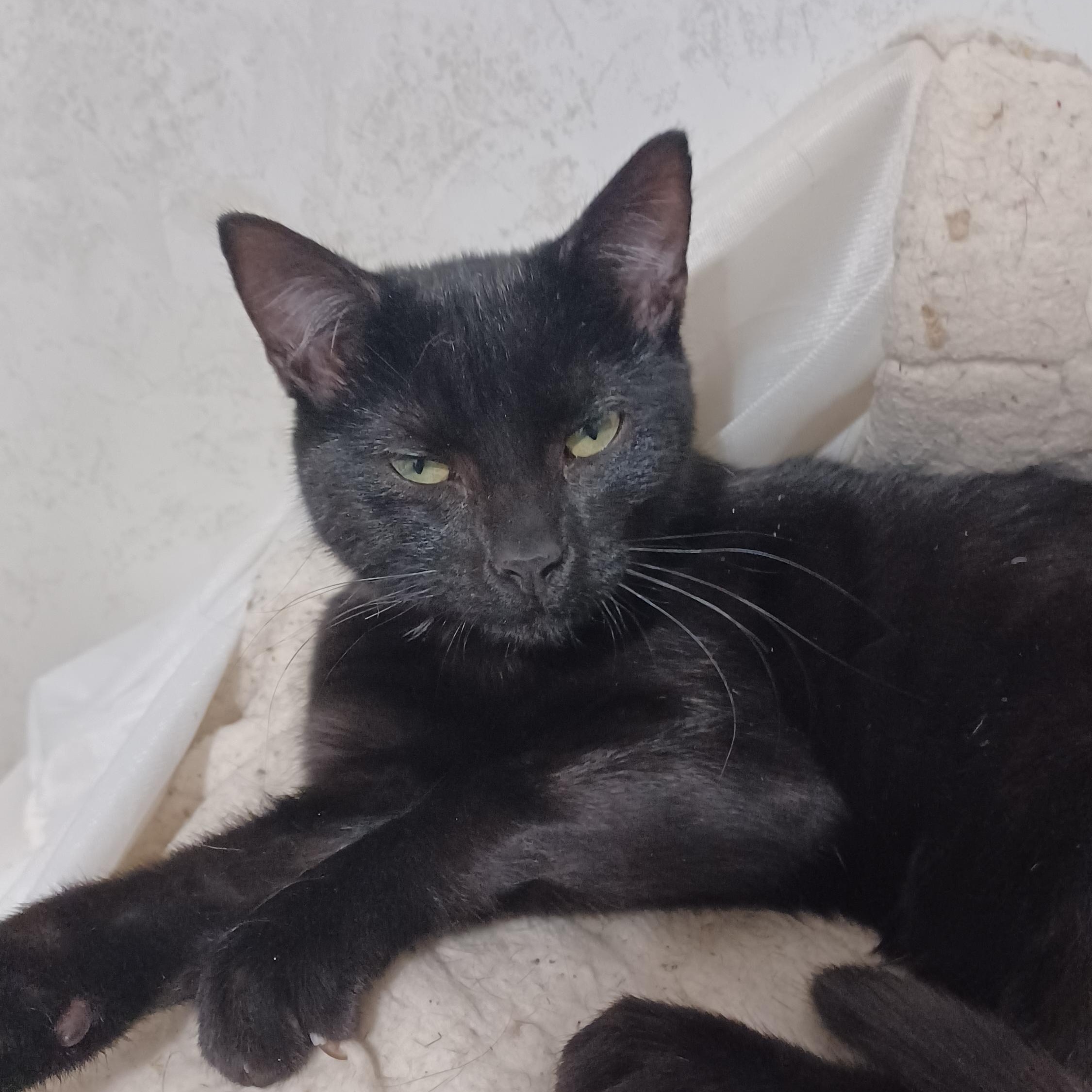 Enlarge Periwinkle, a ADOPTABLE Domestic Short Hair in Morgantown, WV image 3/3