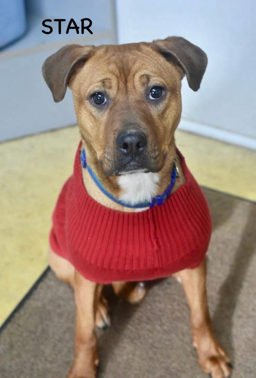 Enlarge STAR, a ADOPTABLE mixed breed in Bowling Green, OH image 3/4