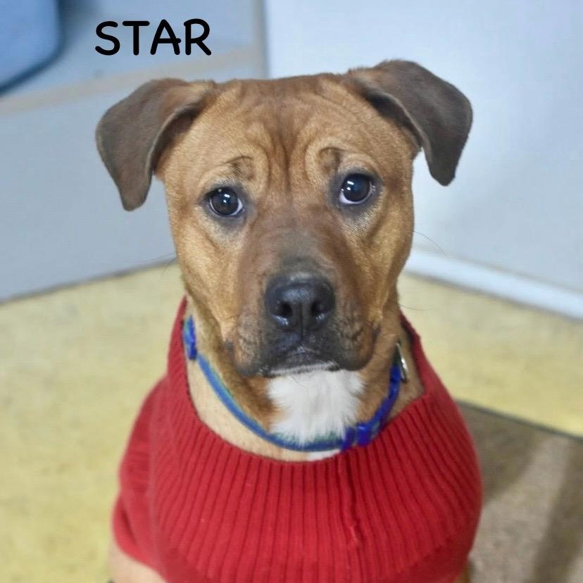 STAR, ADOPTABLE, Young Female Boxer.