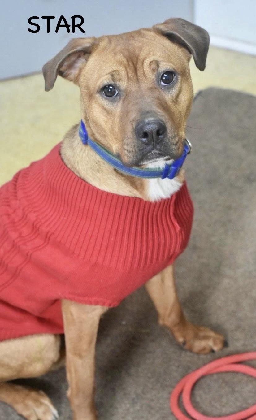 Enlarge STAR, a ADOPTABLE mixed breed in Bowling Green, OH image 4/4