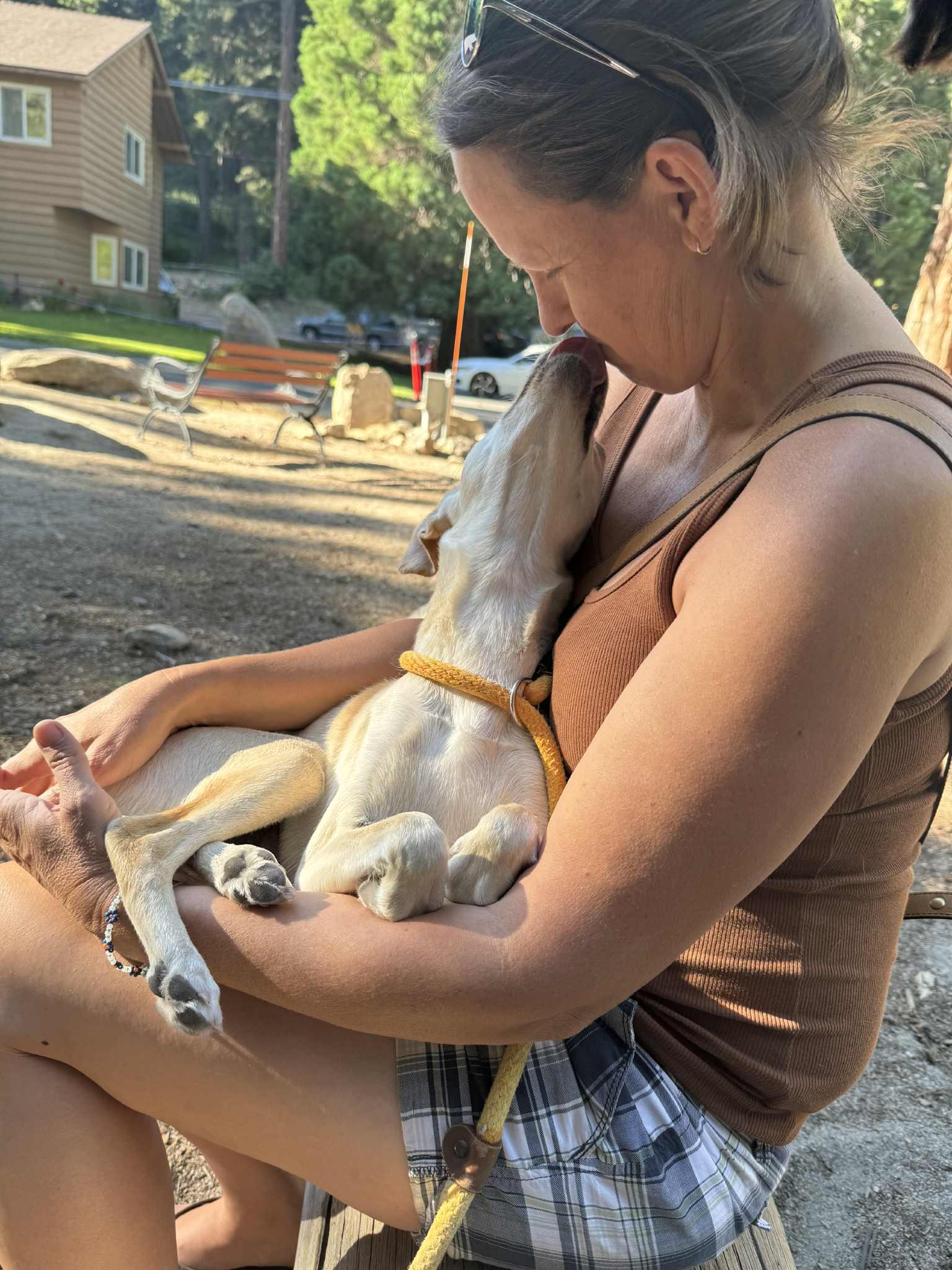 CLEO, Baby Female Whippet