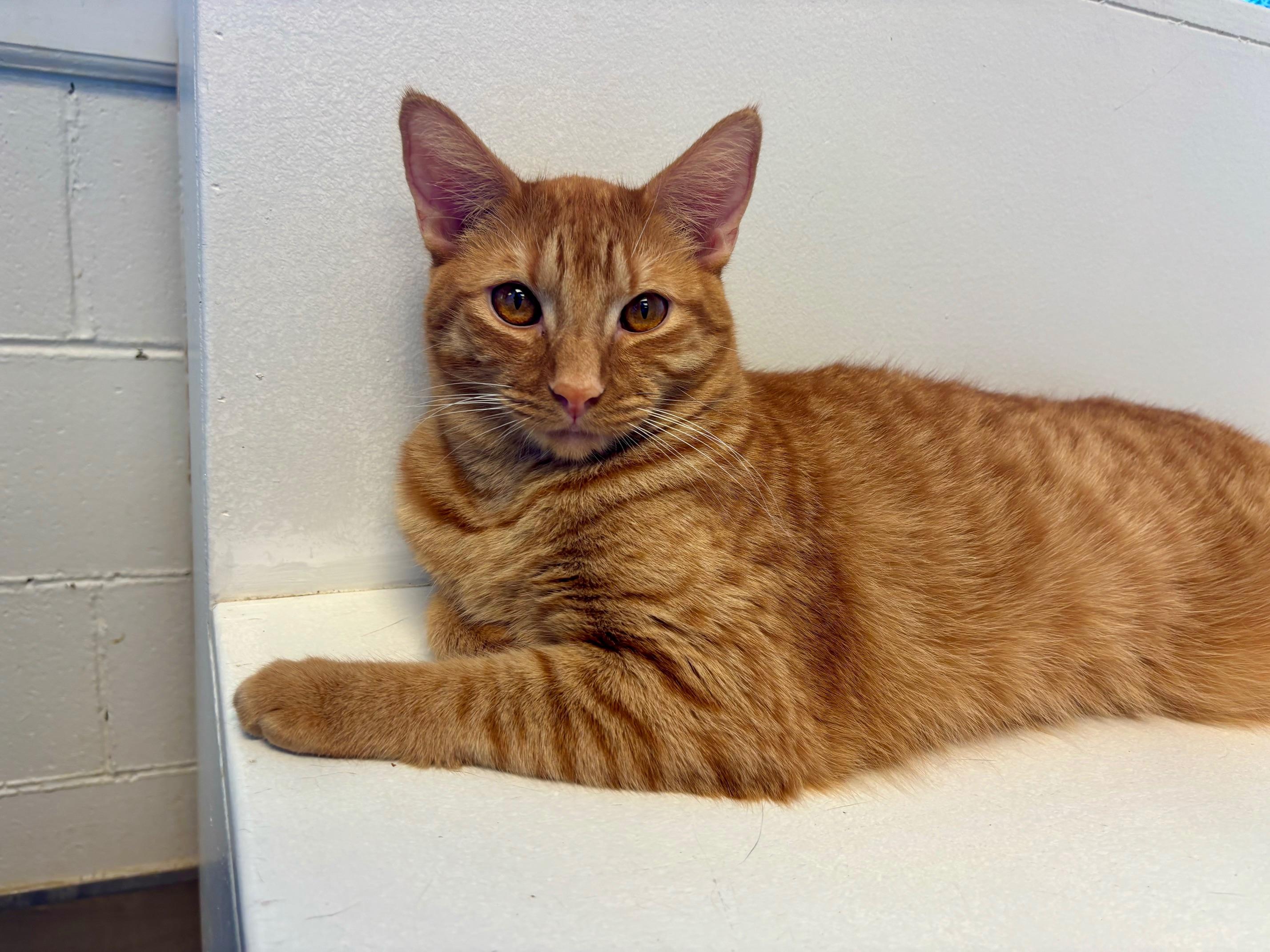 Brock, a Adoptable Domestic Short Hair in Cincinnati, OH image 2/6