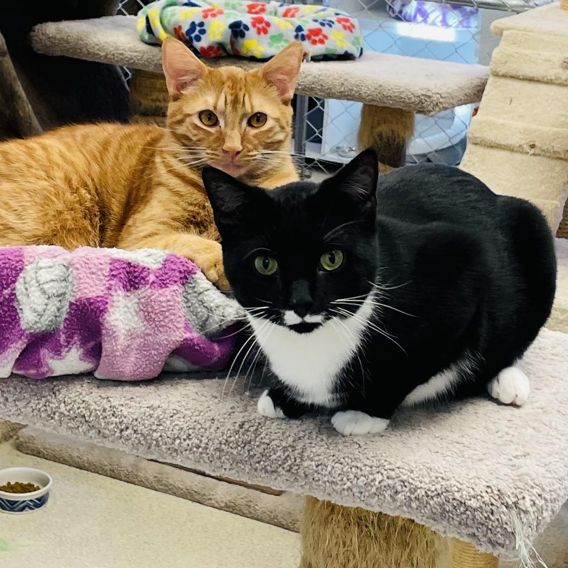 Brock & Aaron, Adoptable, Young Male Domestic Short Hair.