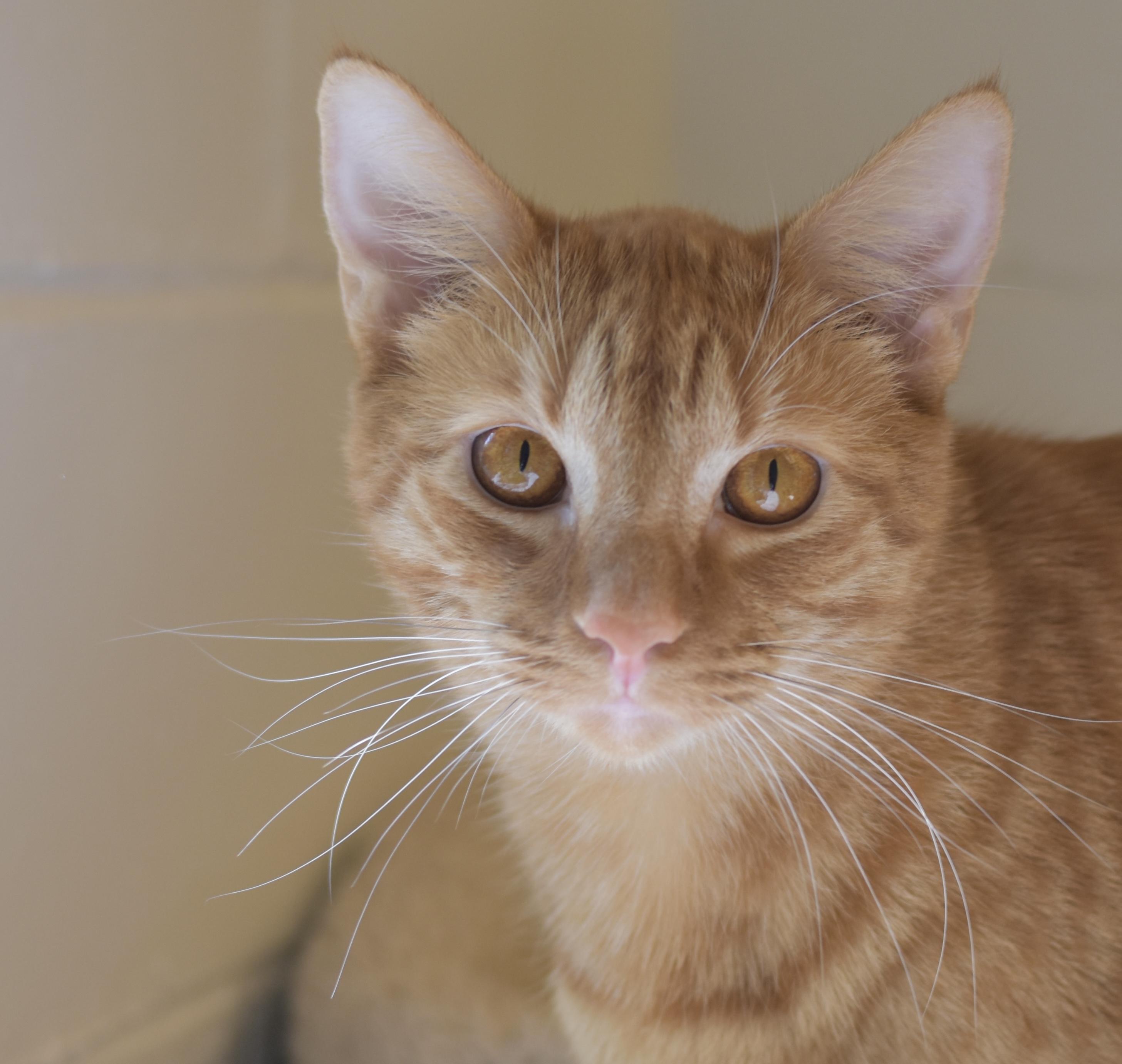 Brock, a Adoptable Domestic Short Hair image 1/5