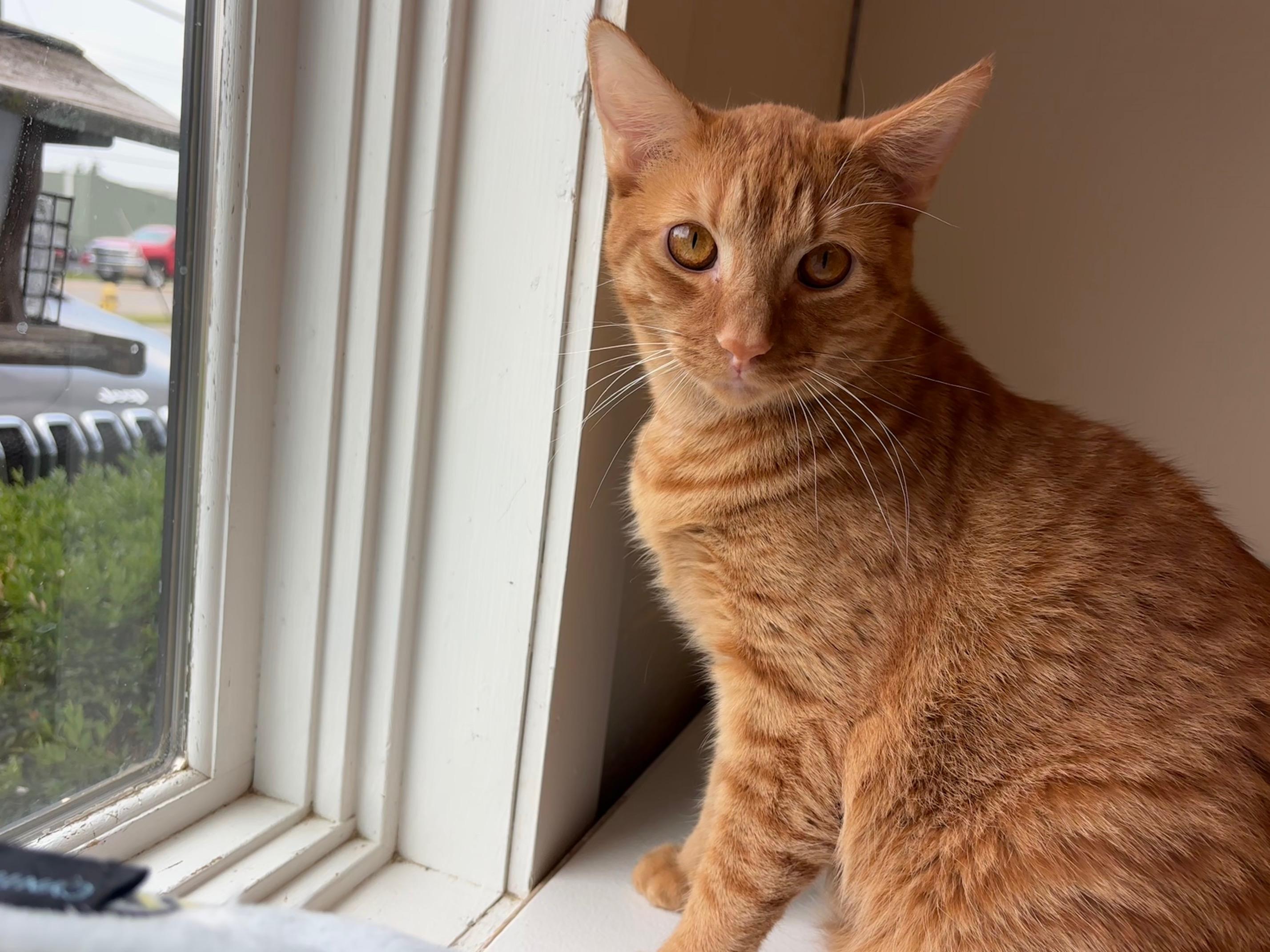 Brock, a Adoptable Domestic Short Hair in Cincinnati, OH image 5/6