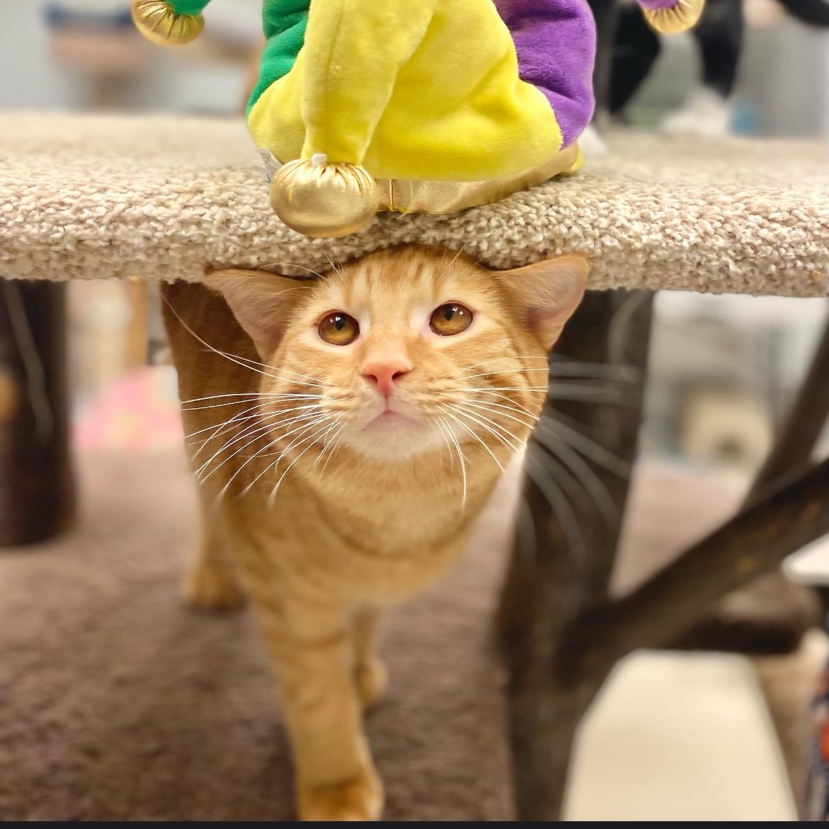 Brock, a Adoptable Domestic Short Hair image 2/5