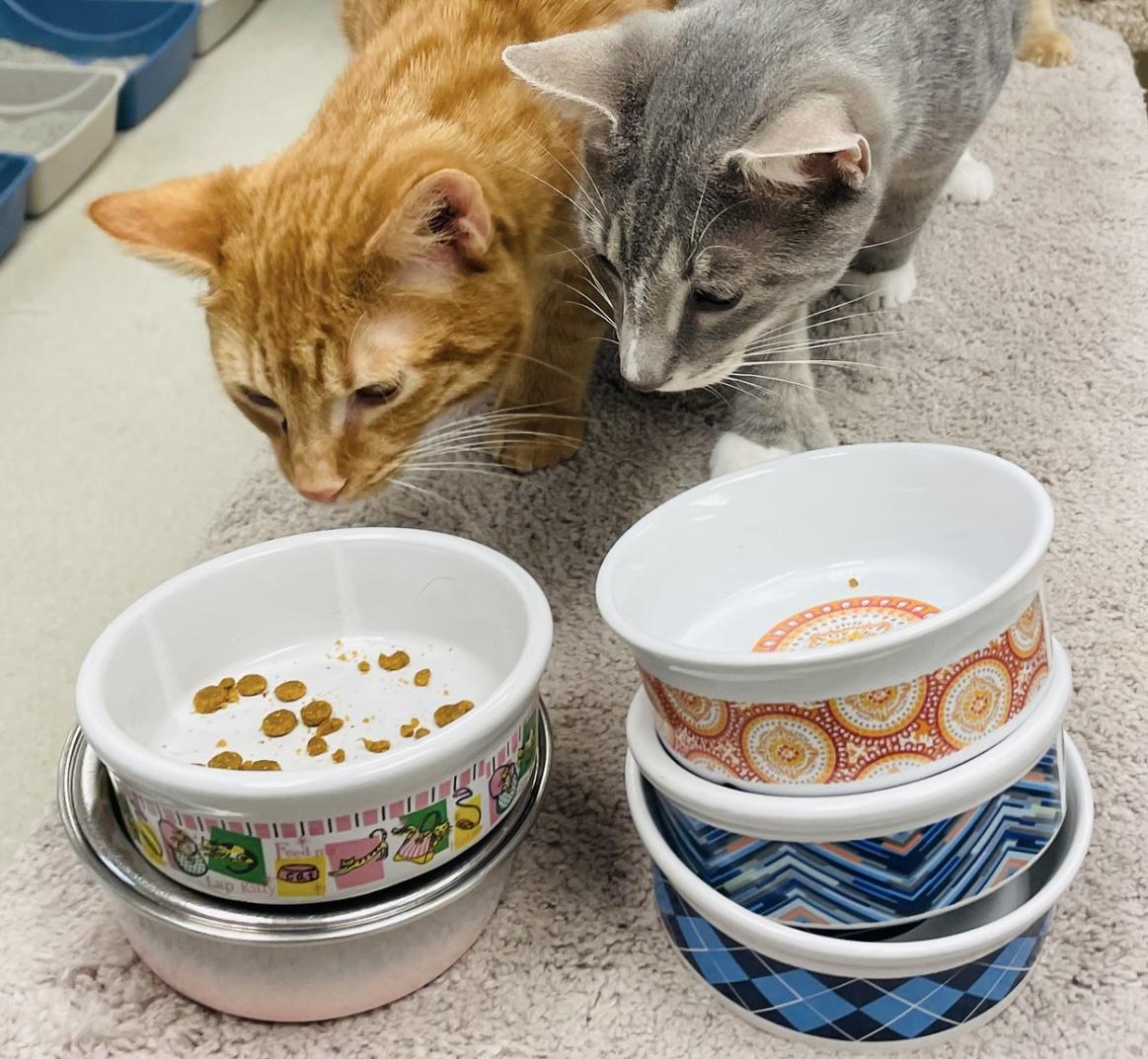 Brock, a Adoptable Domestic Short Hair image 5/5