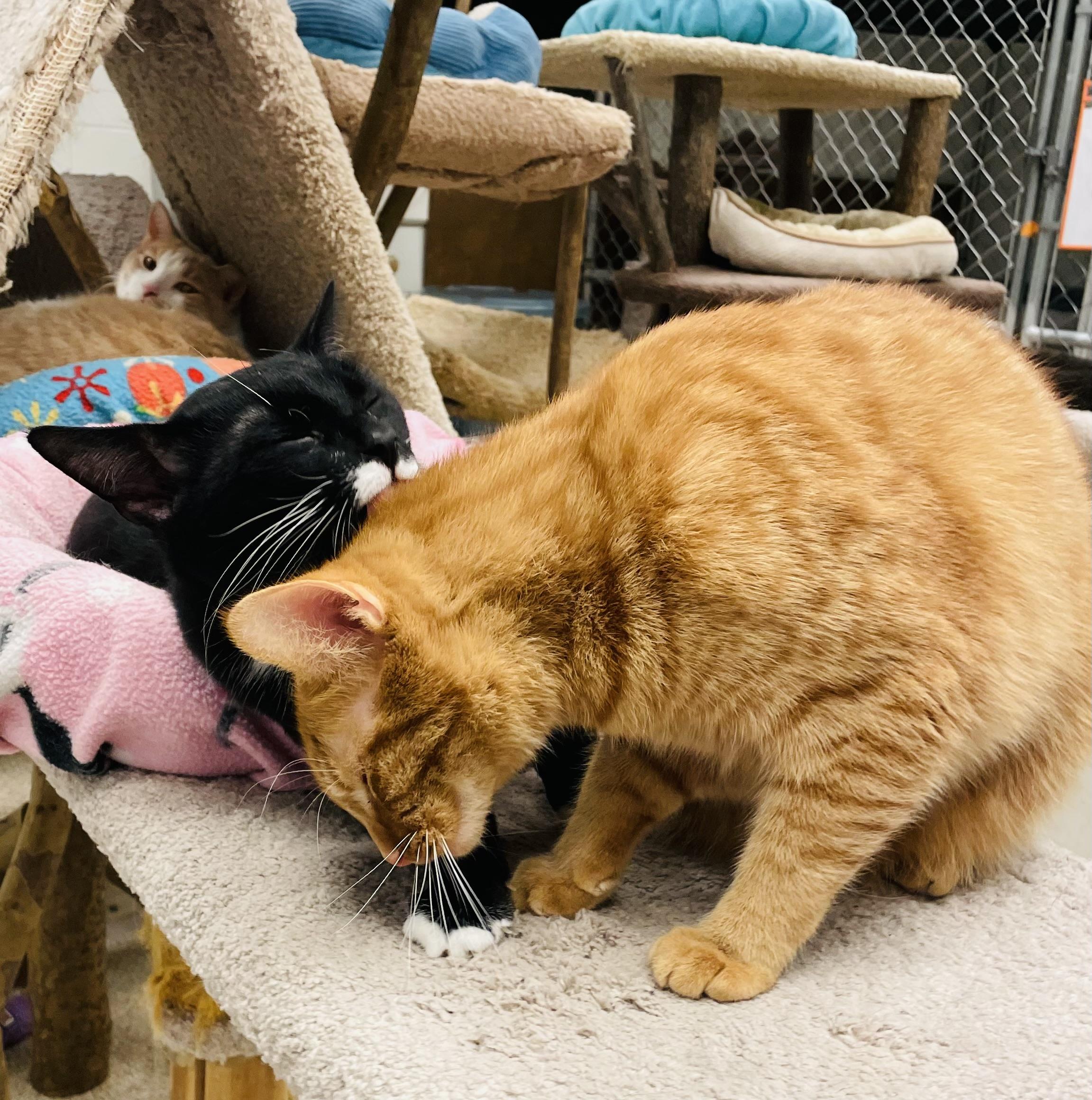 Brock & Aaron, a Adoptable Domestic Short Hair in Cincinnati, OH image 4/6