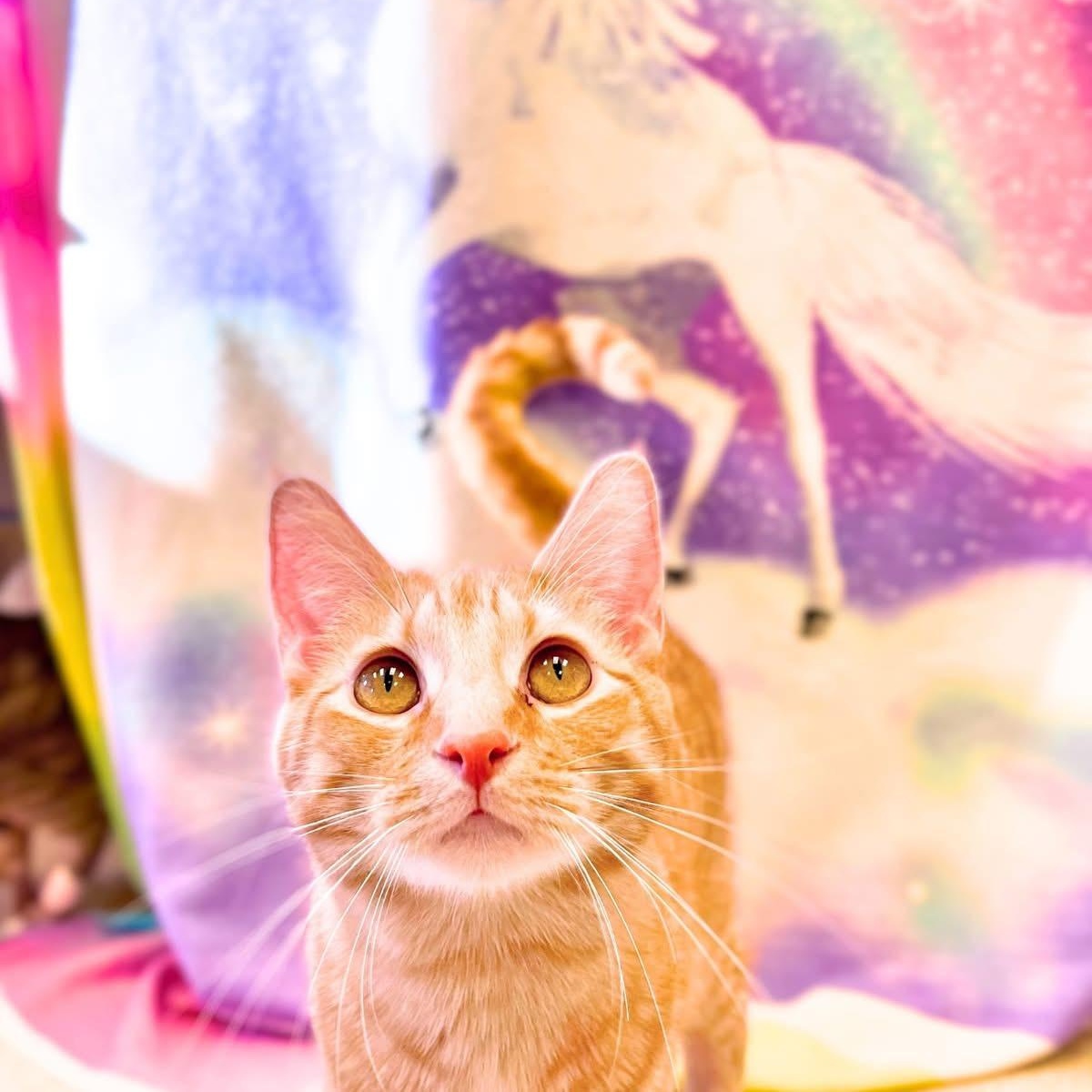 Brock, a Adoptable Domestic Short Hair image 3/5