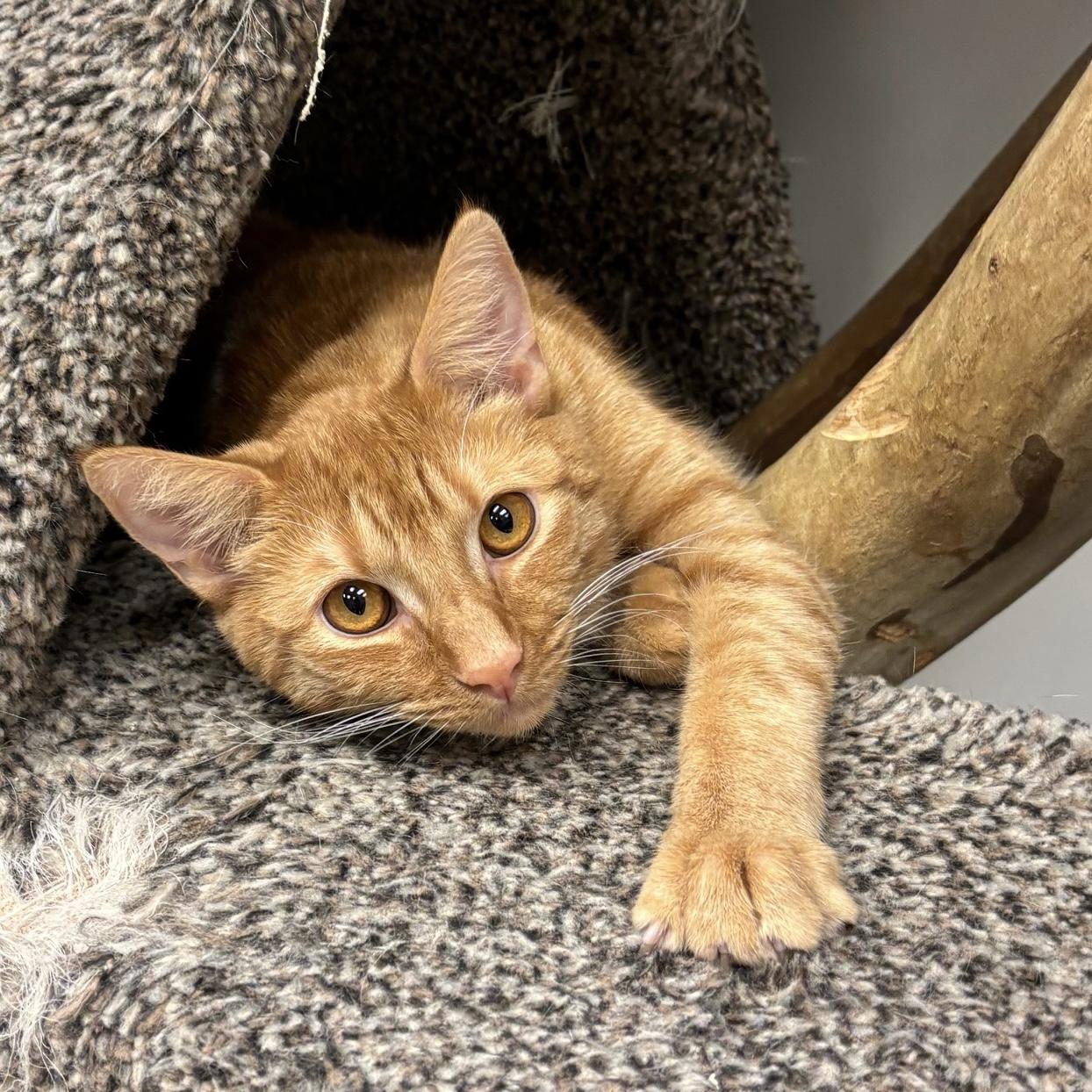 Brock, Adoptable, Young Male Domestic Short Hair.