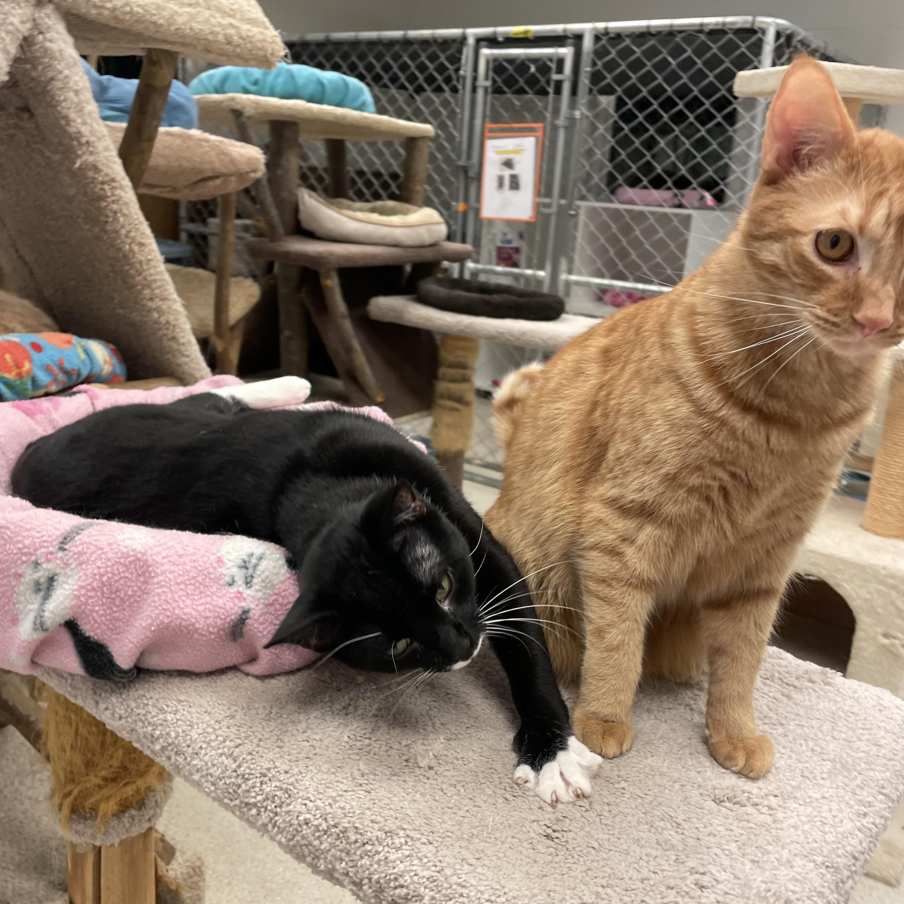 Brock & Aaron, a Adoptable Domestic Short Hair in Cincinnati, OH image 5/6