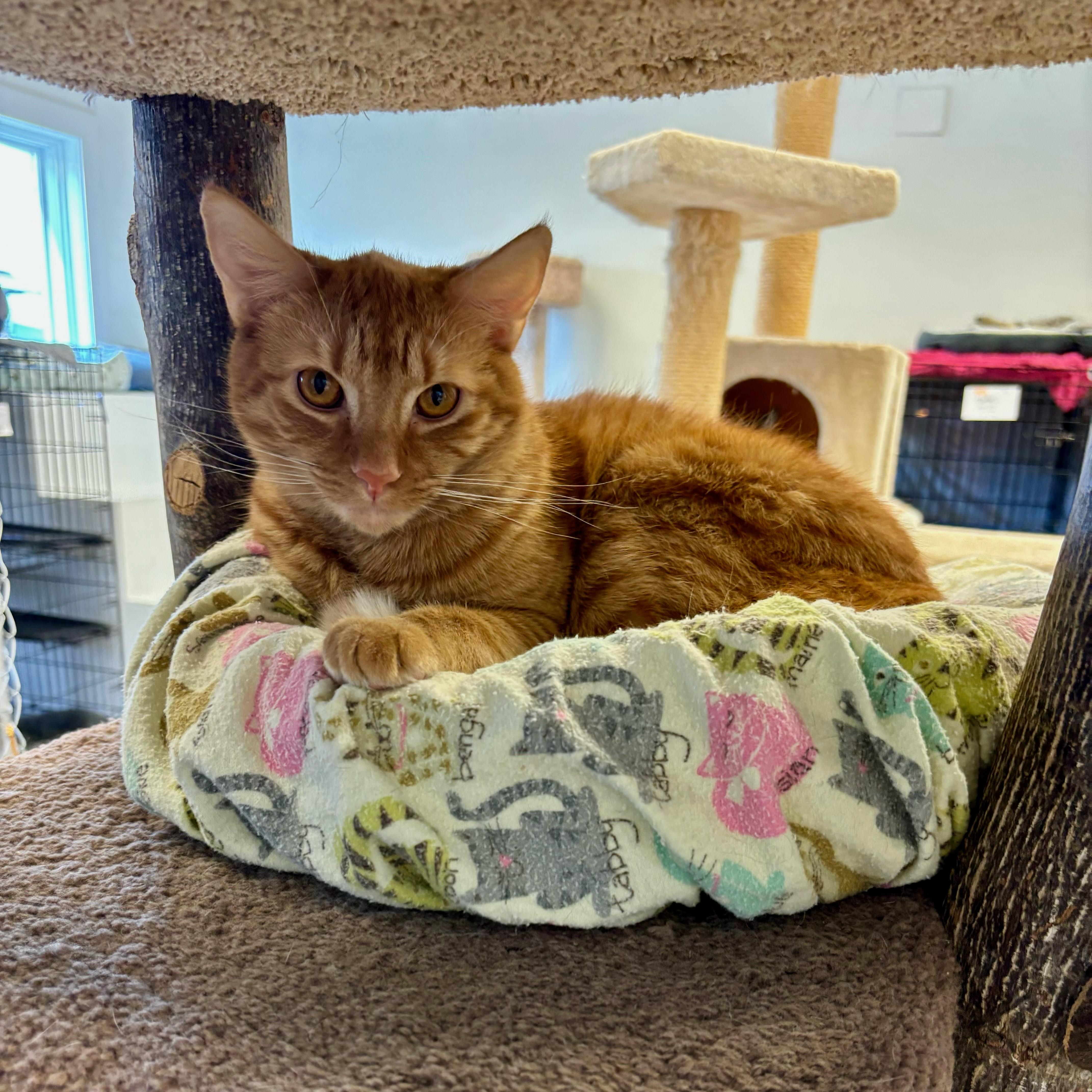 Brock, a Adoptable Domestic Short Hair in Cincinnati, OH image 6/6