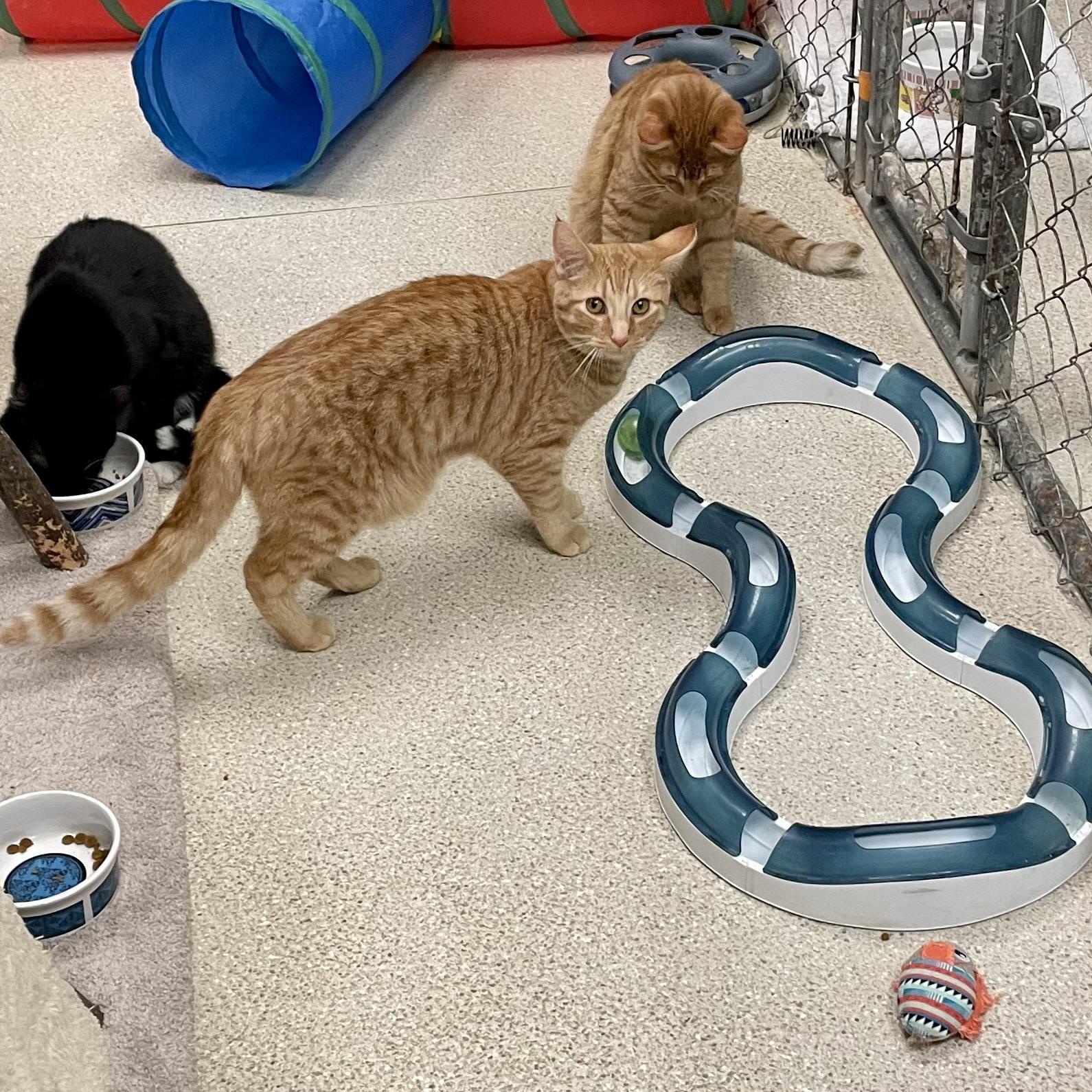 Brock, a Adoptable Domestic Short Hair image 4/5