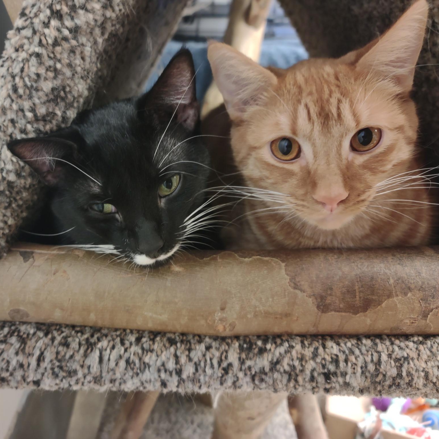 Brock & Aaron, a Adoptable Domestic Short Hair in Cincinnati, OH image 6/6