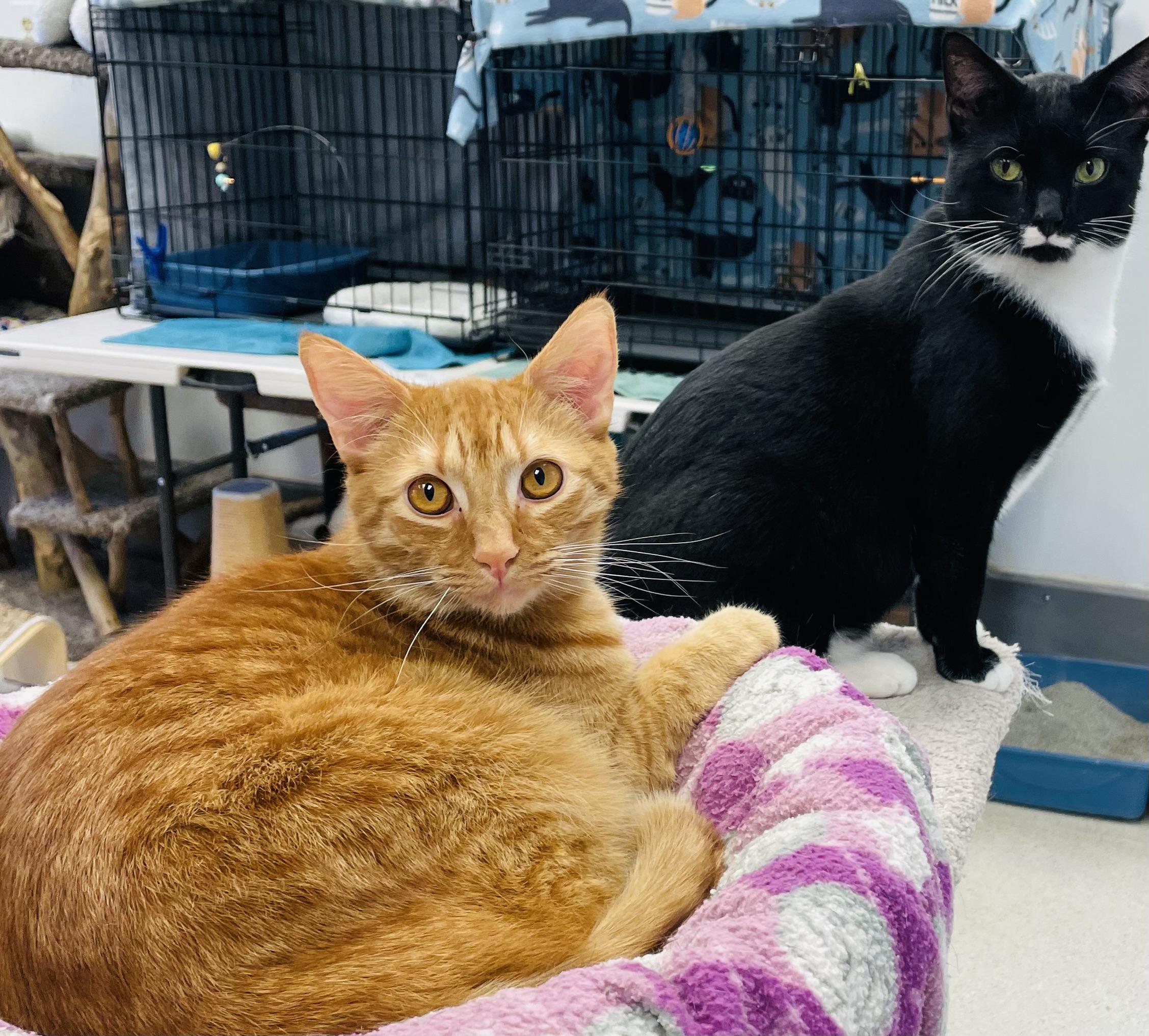 Brock & Aaron, a Adoptable Domestic Short Hair in Cincinnati, OH image 2/6