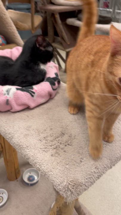Enlarge Brock & Aaron, a Adoptable Domestic Short Hair in Cincinnati, OH video 3/6