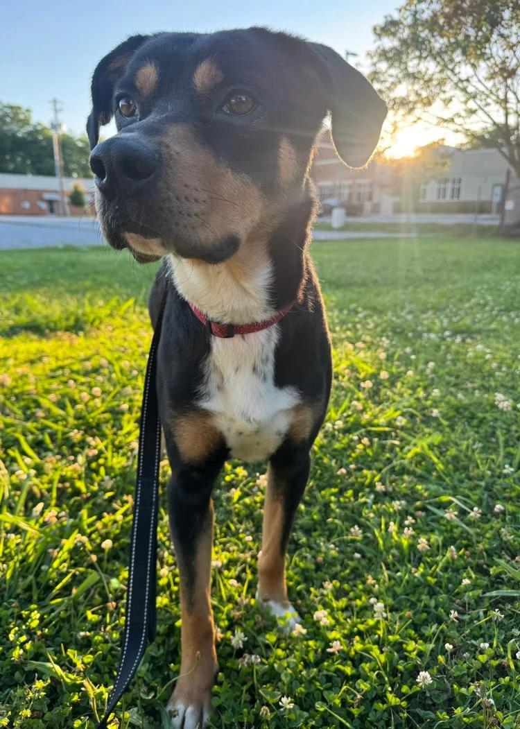 Dash, a Adoptable mixed breed in Huntsville, AL image 5/6