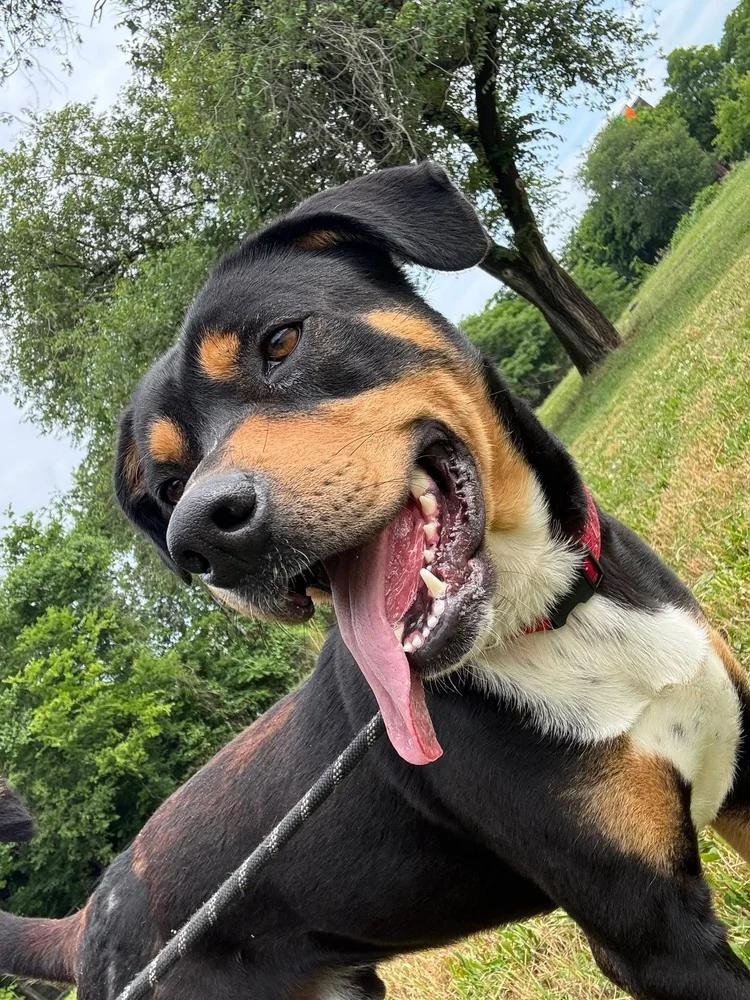 Dash, a Adoptable mixed breed in Huntsville, AL image 2/6