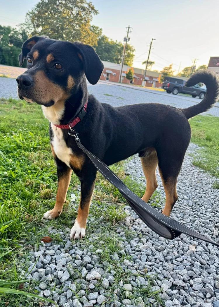 Dash, a Adoptable mixed breed in Huntsville, AL image 1/6