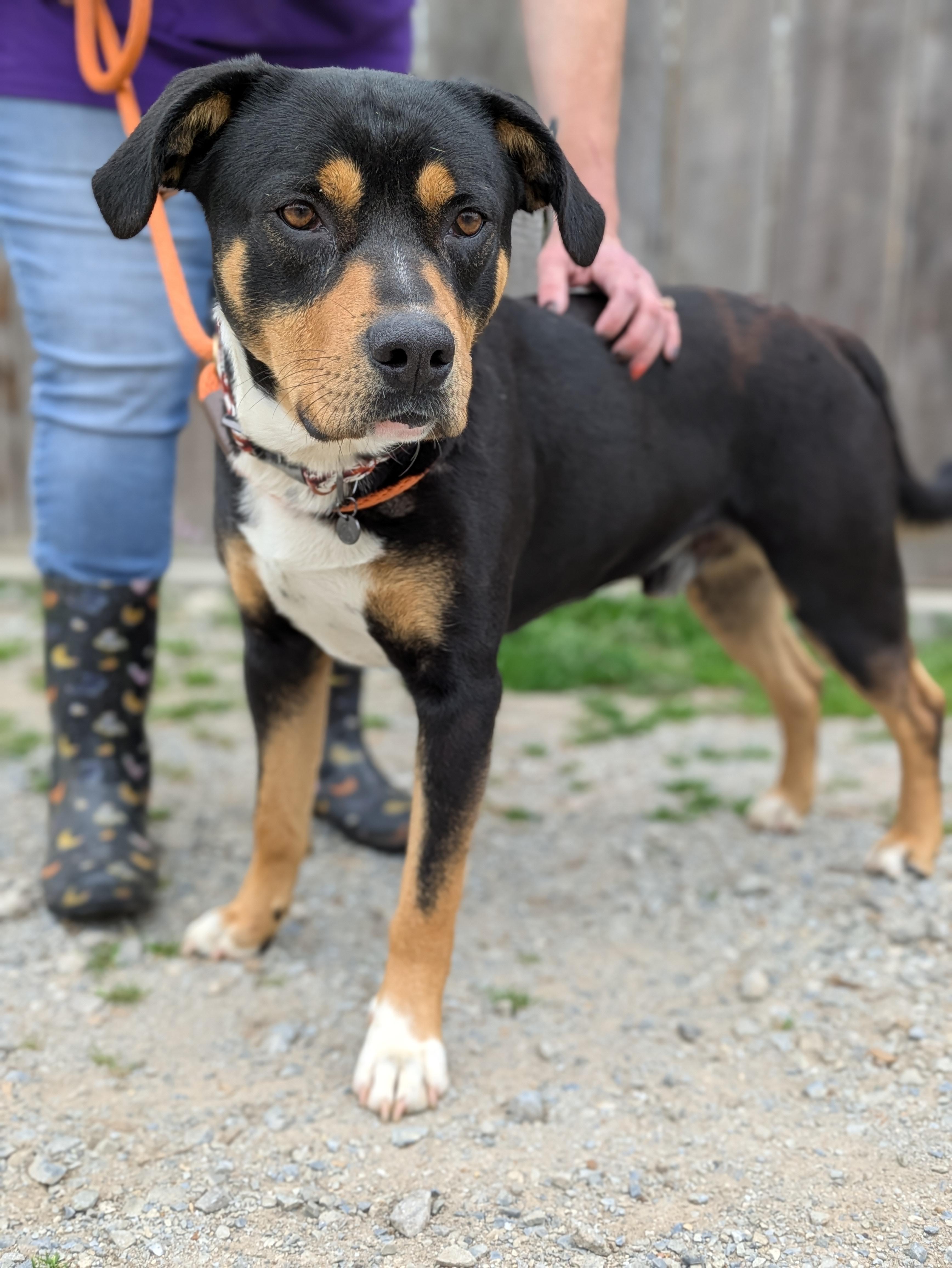Dash, Adoptable, Young Male Mixed Breed.