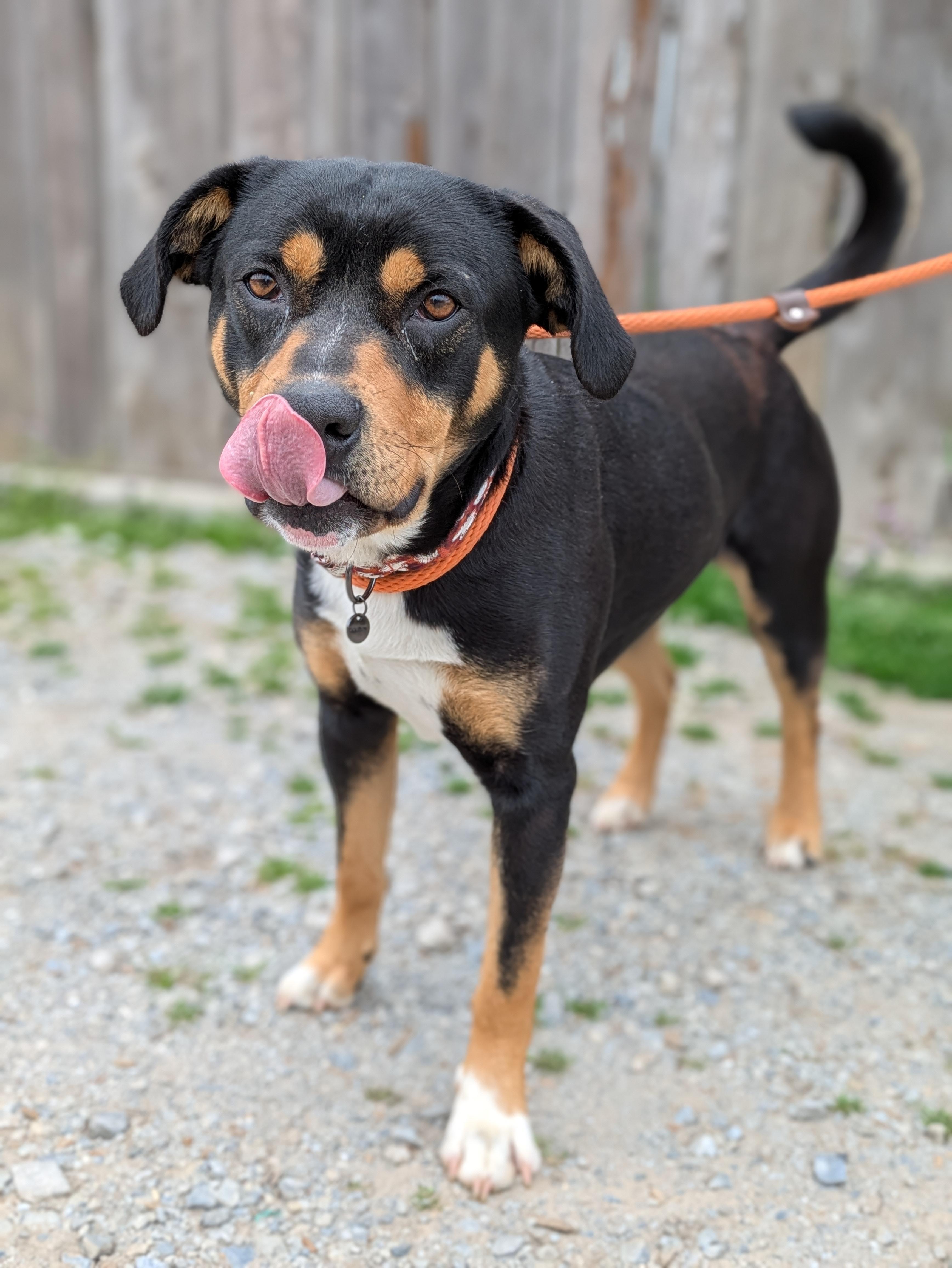 Enlarge Dash, a Adoptable Mixed Breed in Huntsville, AL image 2/4