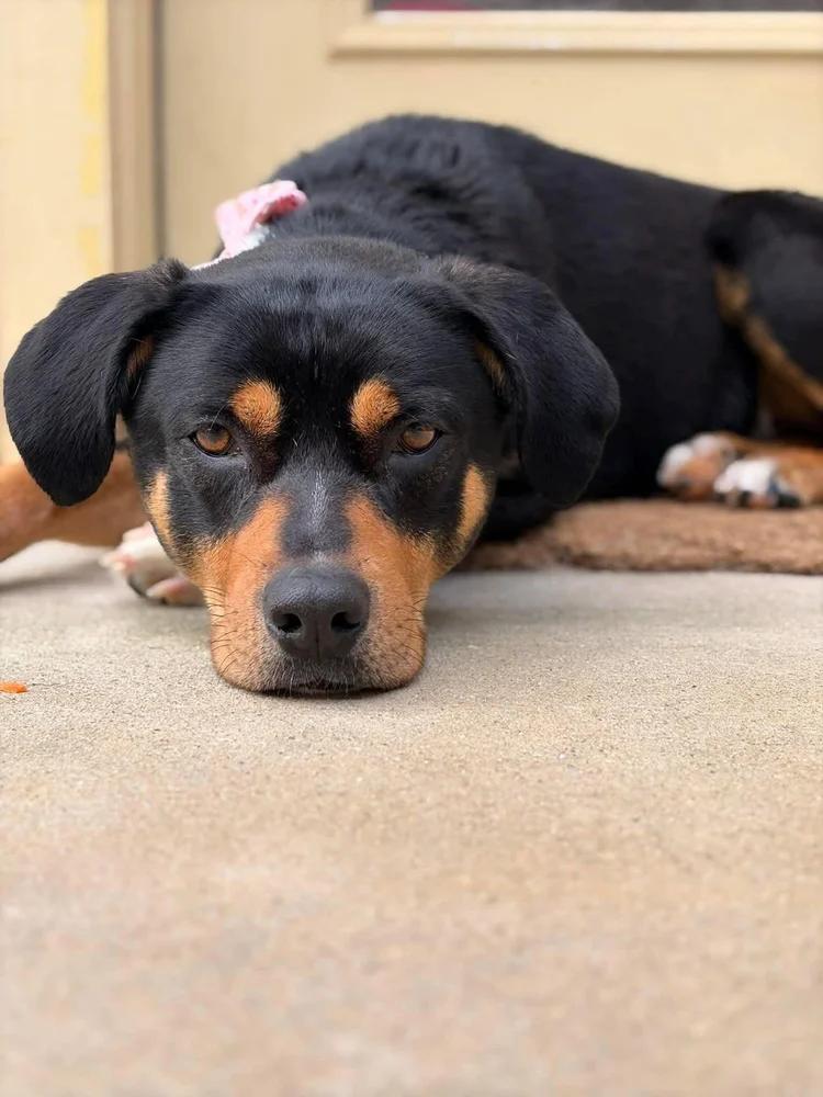 Dash, a Adoptable mixed breed in Huntsville, AL image 4/6