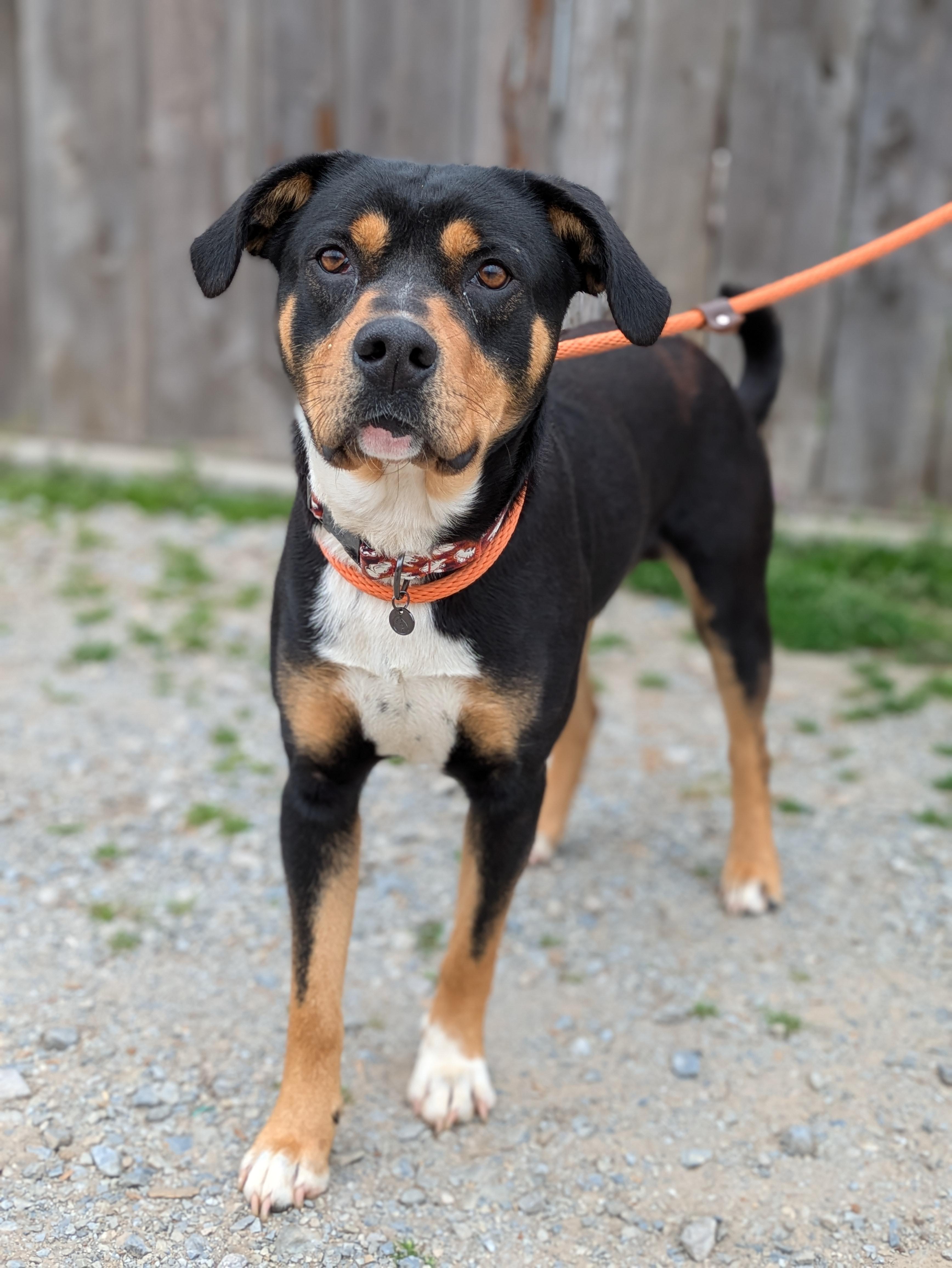 Enlarge Dash, a Adoptable Mixed Breed in Huntsville, AL image 3/4