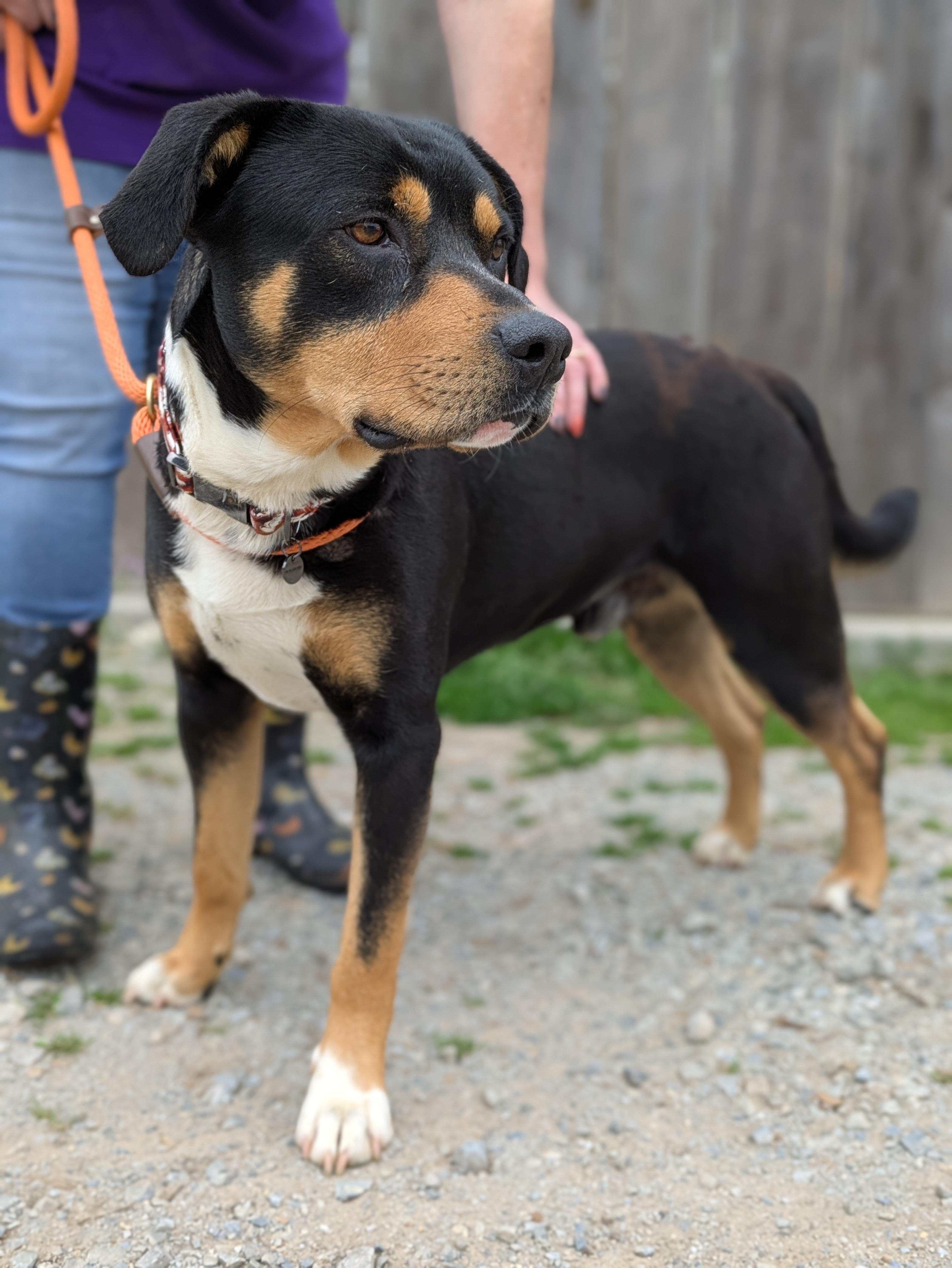 Enlarge Dash, a Adoptable Mixed Breed in Huntsville, AL image 4/4