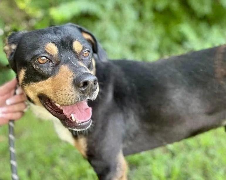 Dash, a Adoptable mixed breed in Huntsville, AL image 3/6