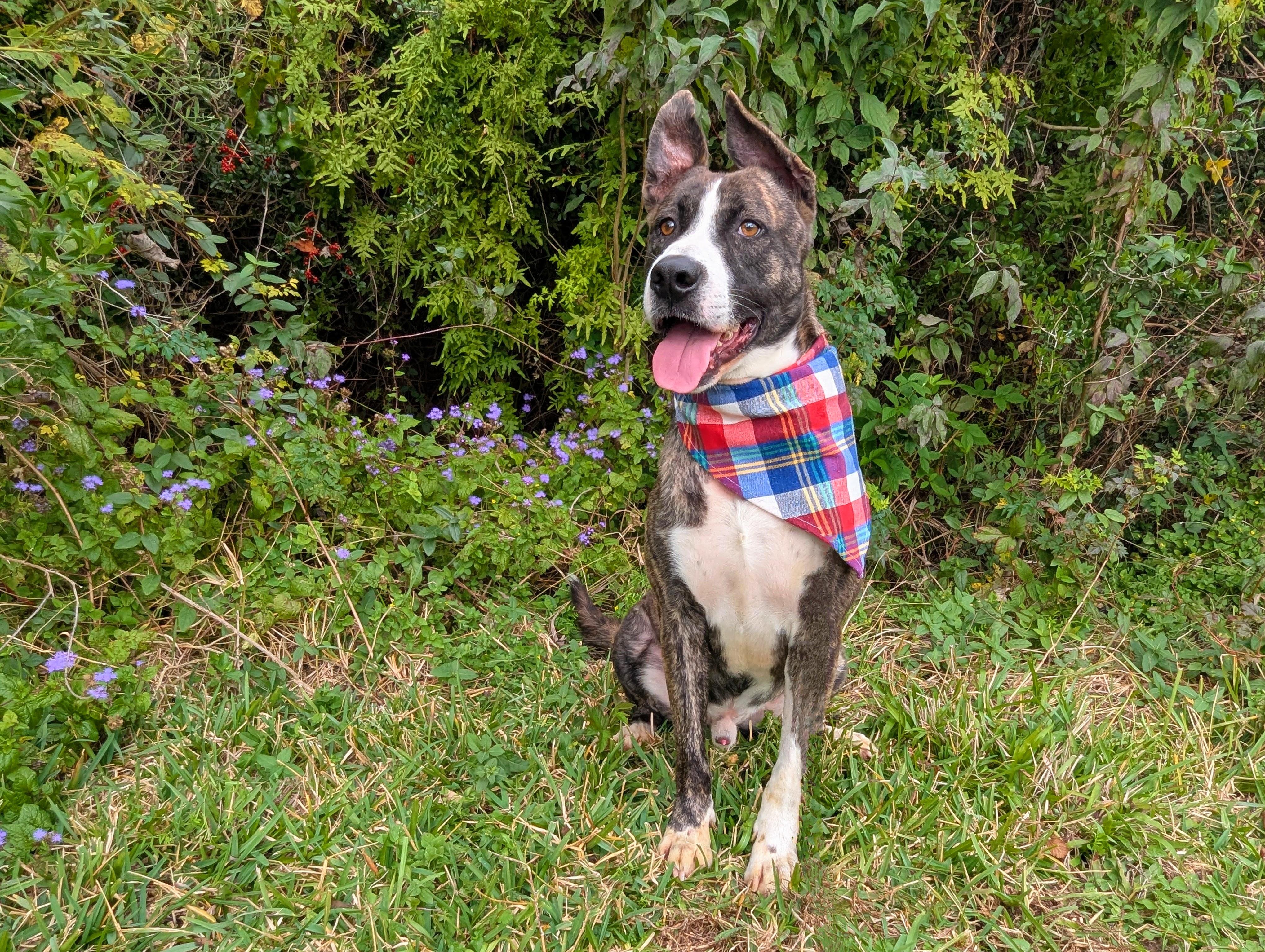 Gizmo, Adult Male Hound